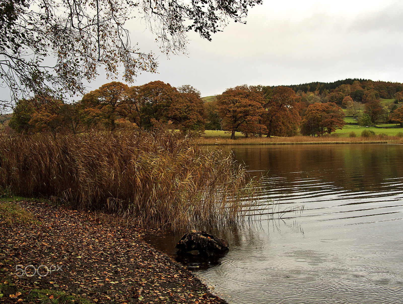 Canon EF-S 17-85mm F4-5.6 IS USM sample photo. Rain, reeds and ripples. photography