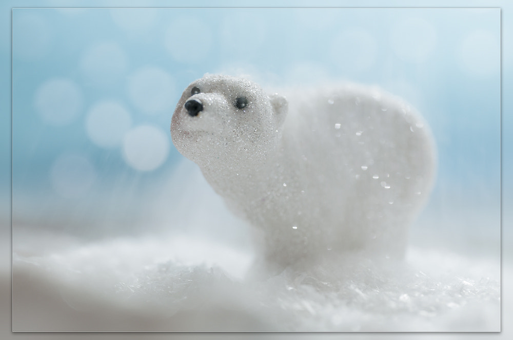Sigma 150mm F2.8 EX DG OS Macro HSM sample photo. Polar bear photography