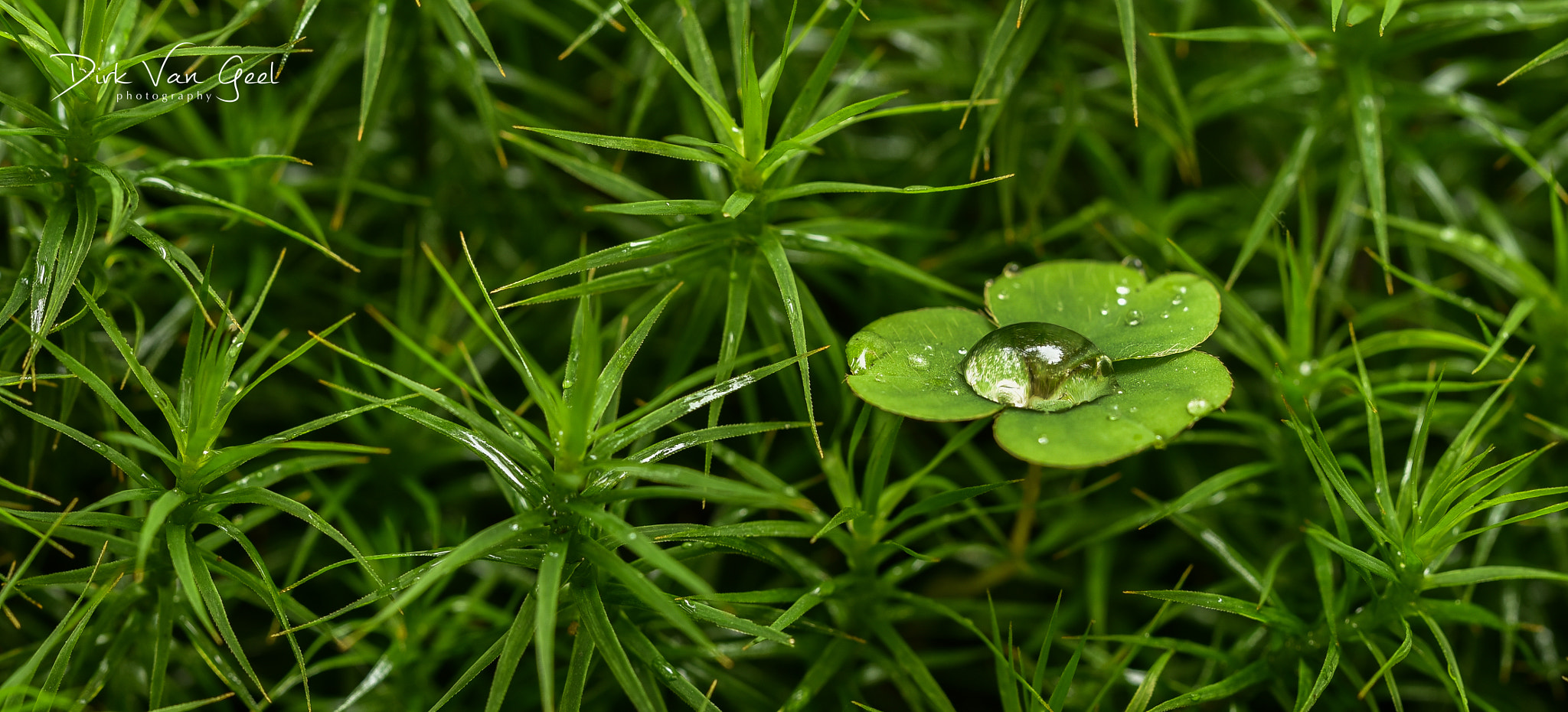 Sigma 150mm F2.8 EX DG OS Macro HSM sample photo. Waterdrop on clover photography