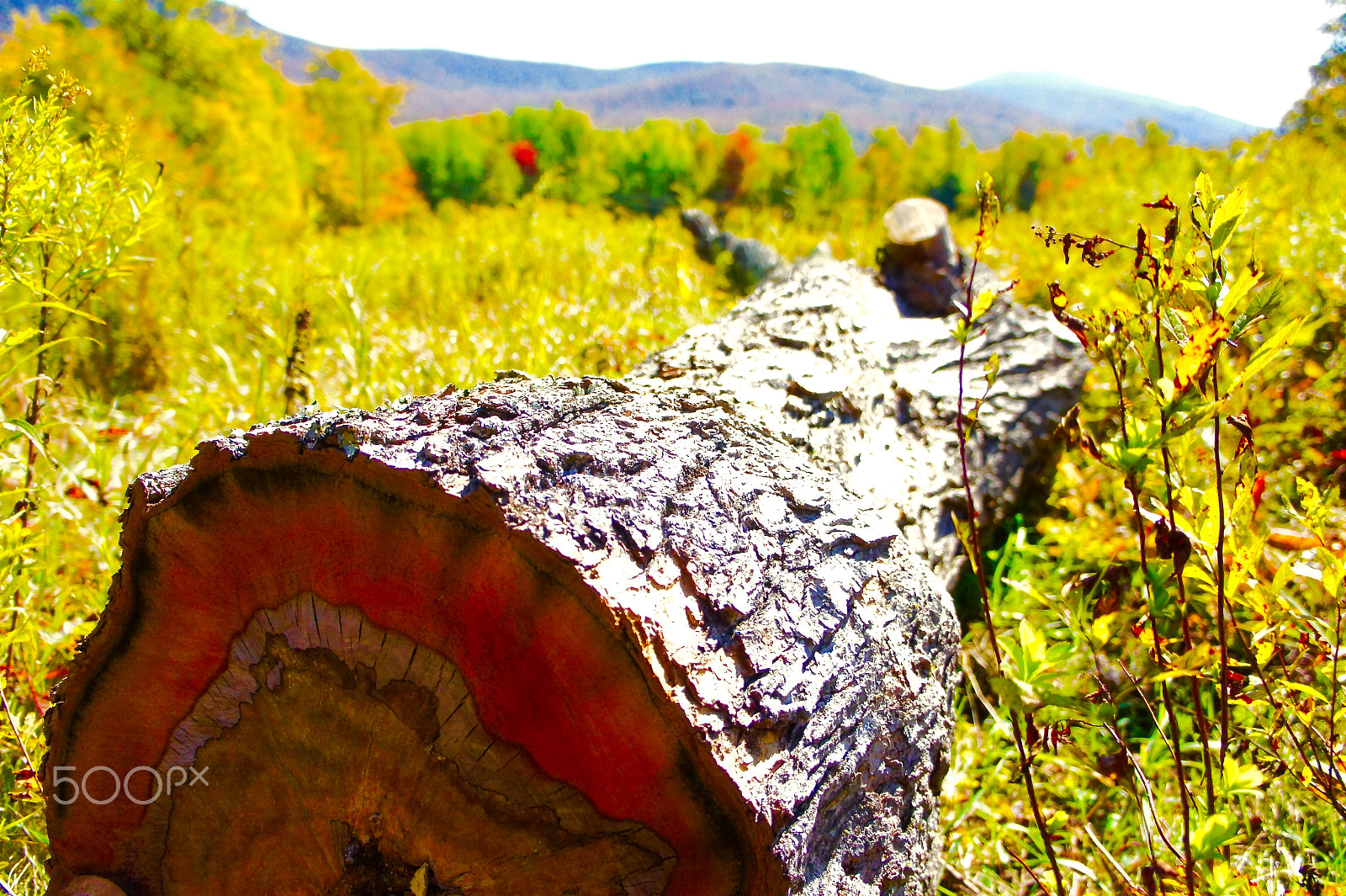 Tamron 18-200mm F3.5-6.3 Di III VC sample photo. Downed photography