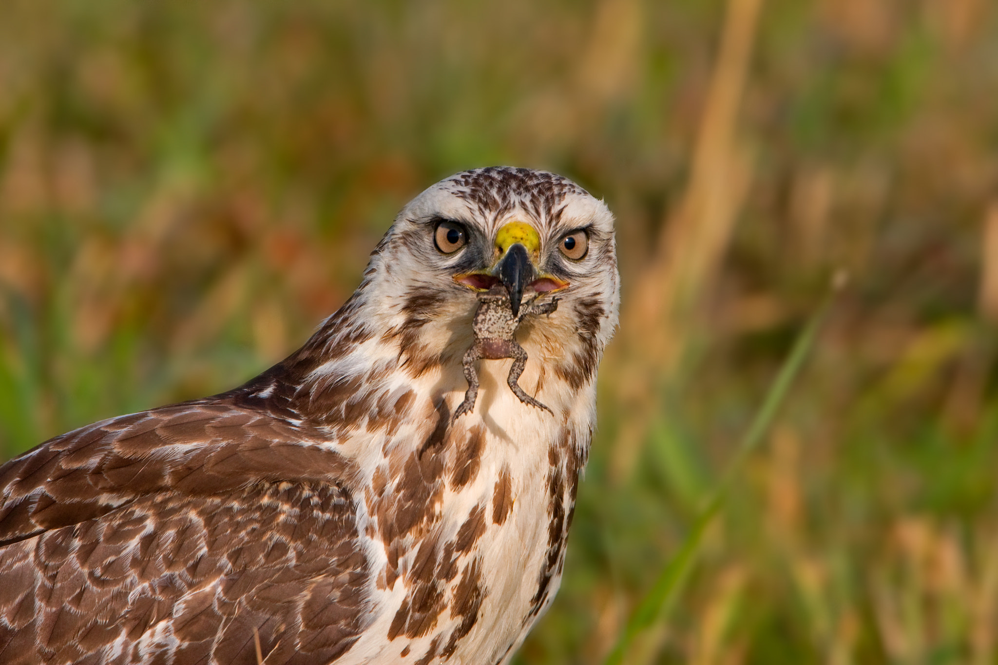 Canon EF 500mm F4L IS USM sample photo. Common buzzard photography