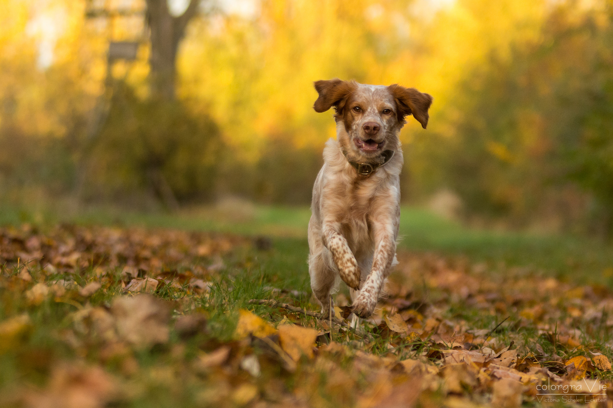 Sigma 70-200mm F2.8 EX DG OS HSM sample photo. Run dog run photography