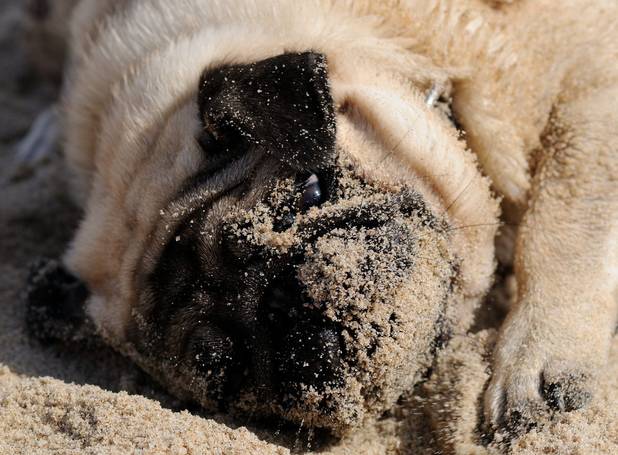 Nikon D300S + AF Micro-Nikkor 105mm f/2.8 sample photo. Pug in the sand photography