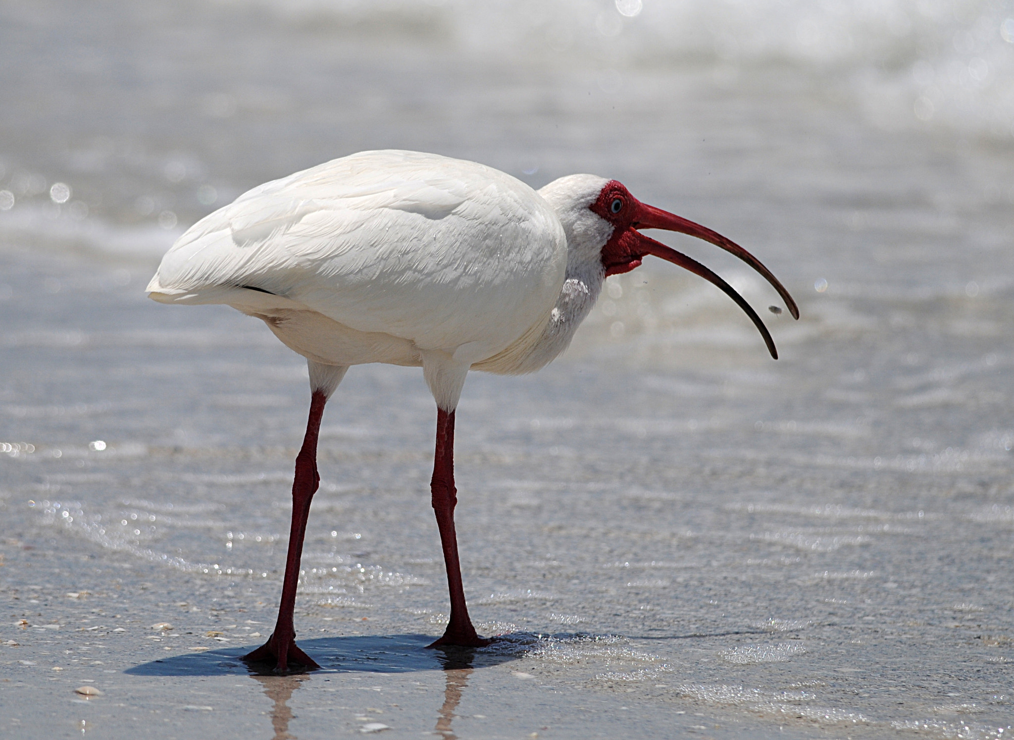 Sigma 120-400mm F4.5-5.6 DG OS HSM sample photo. Seabird photography