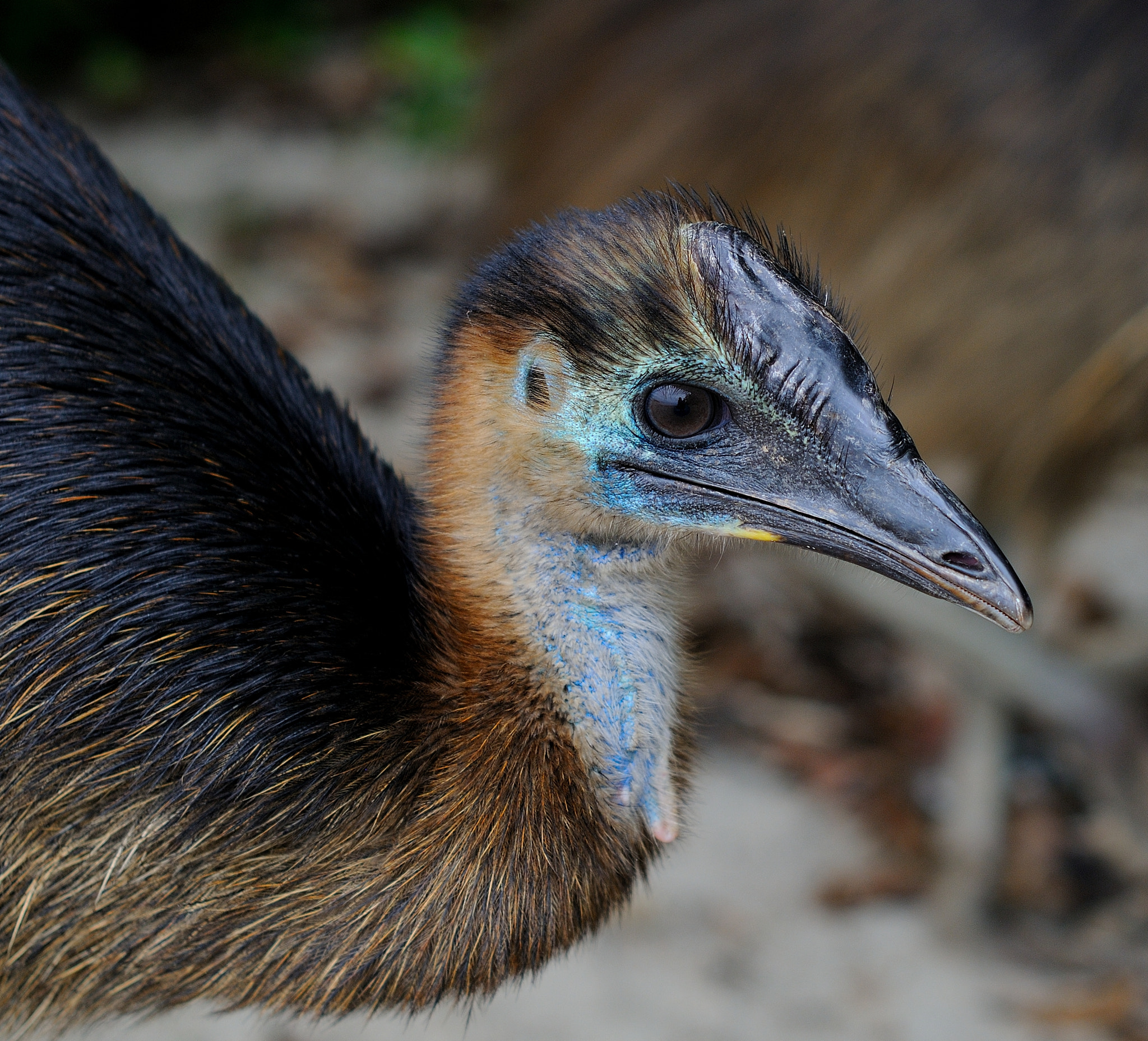 Nikon D300S sample photo. Cassowary chick photography