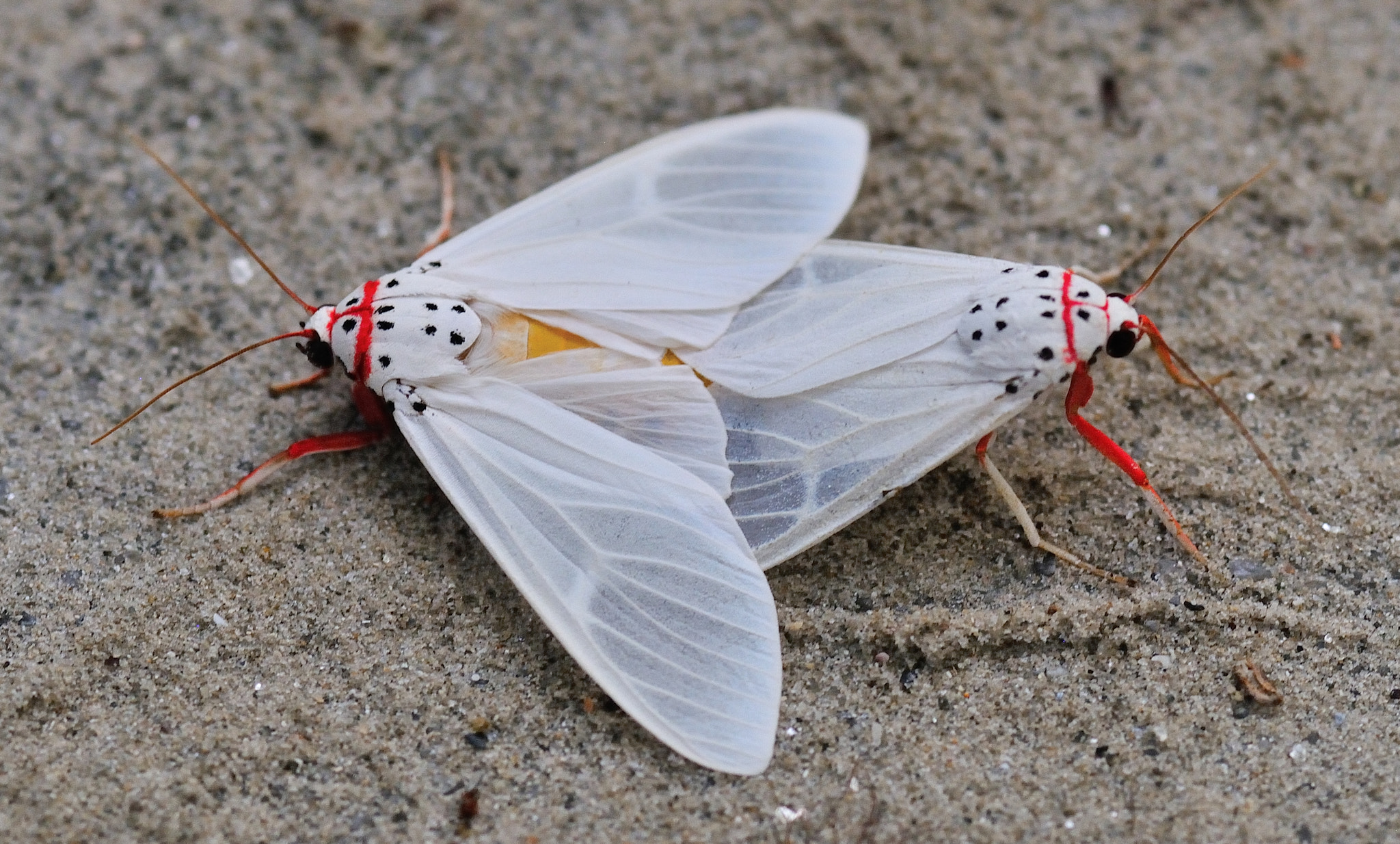 Nikon D300S + AF Micro-Nikkor 105mm f/2.8 sample photo. Unknown moth photography