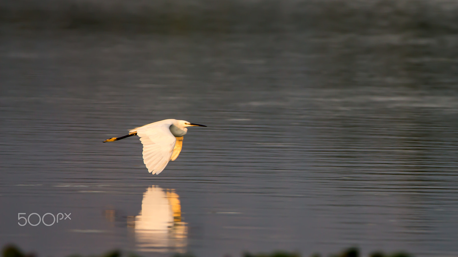 150-600mm F5-6.3 DG OS HSM | Contemporary 015 sample photo. Img photography