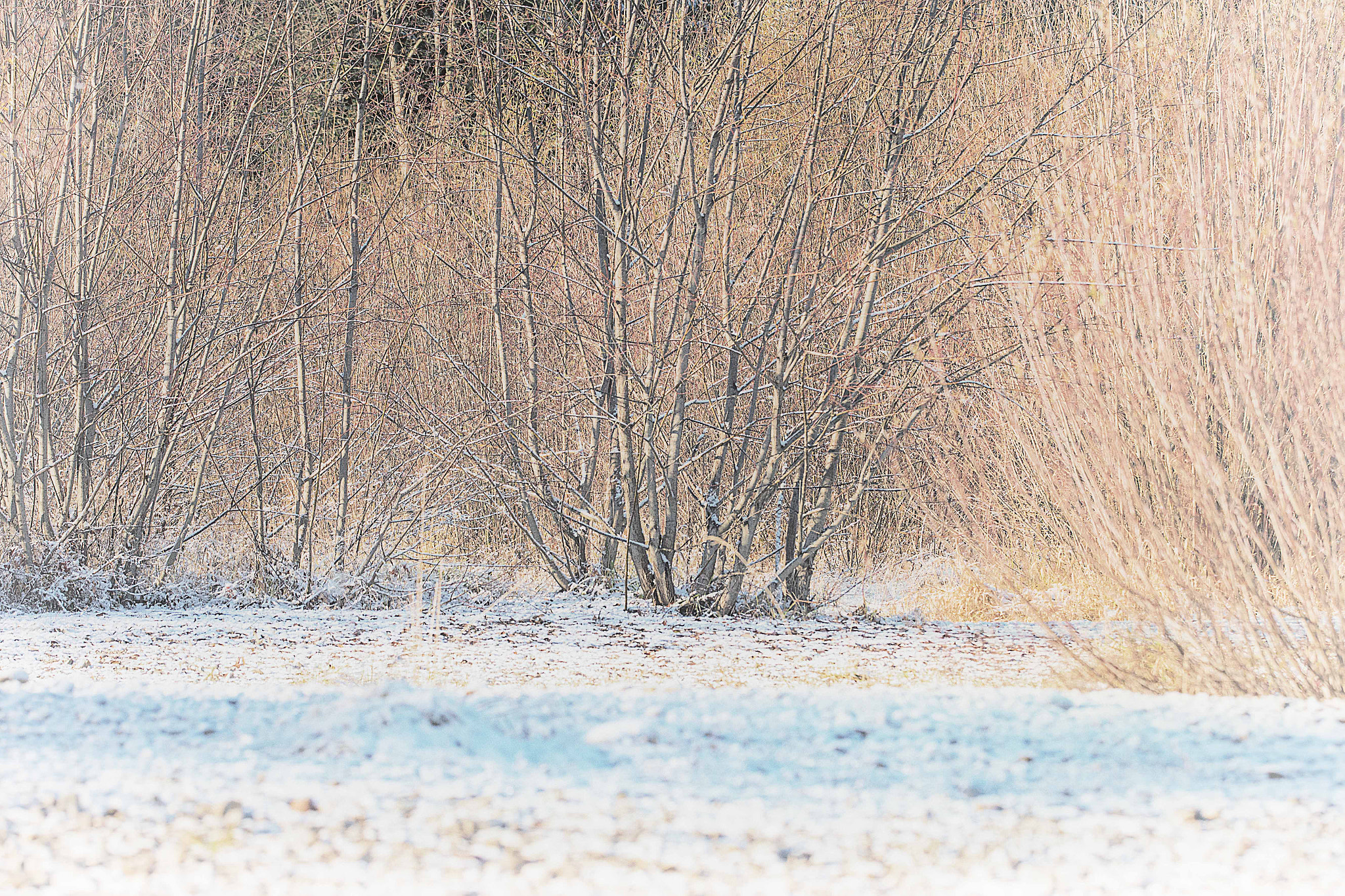 Sony ILCA-77M2 + 150mm F2.8 sample photo. First snow photography