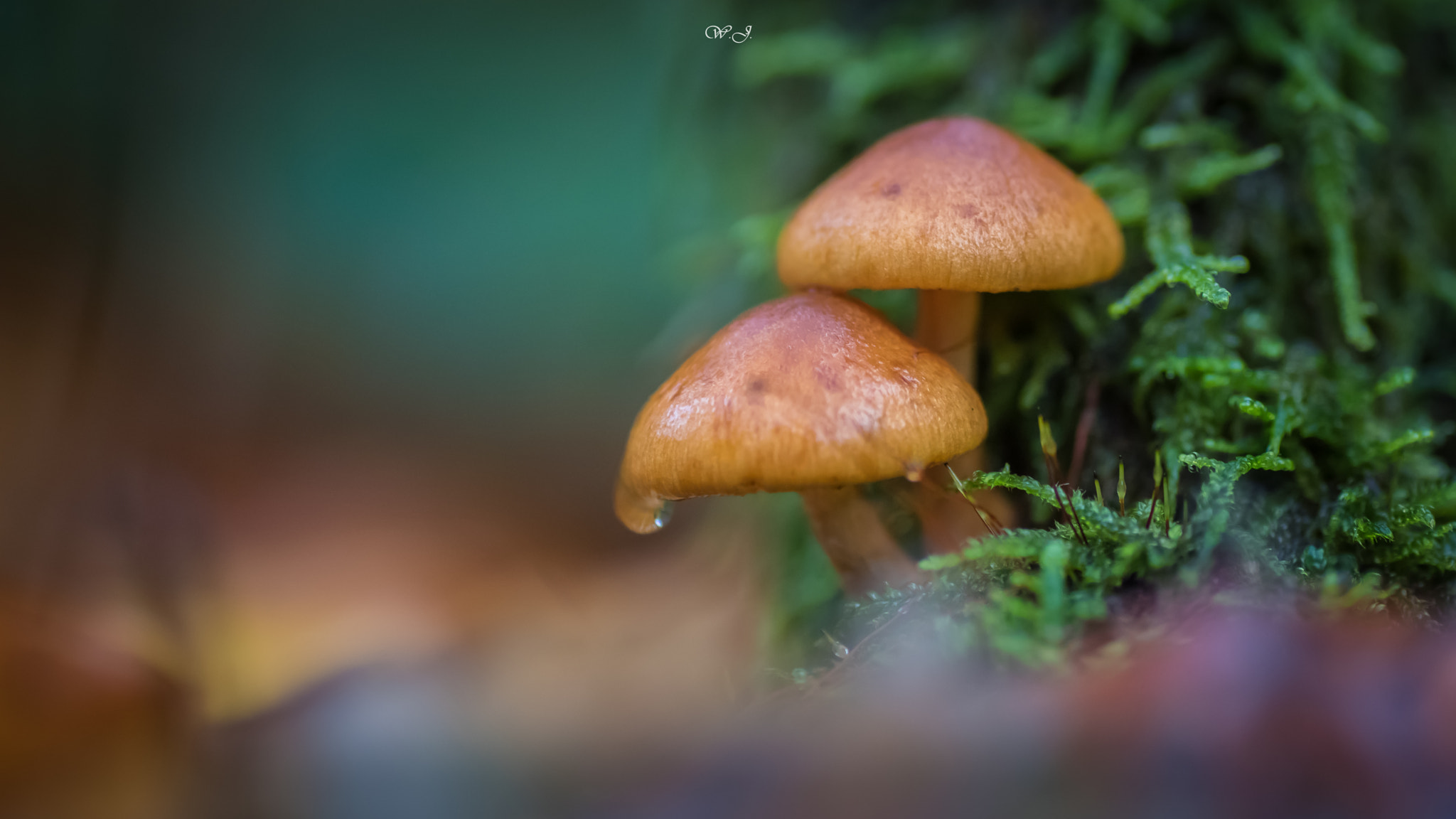 Sony ILCA-77M2 + Tamron SP AF 90mm F2.8 Di Macro sample photo. Magical little world photography
