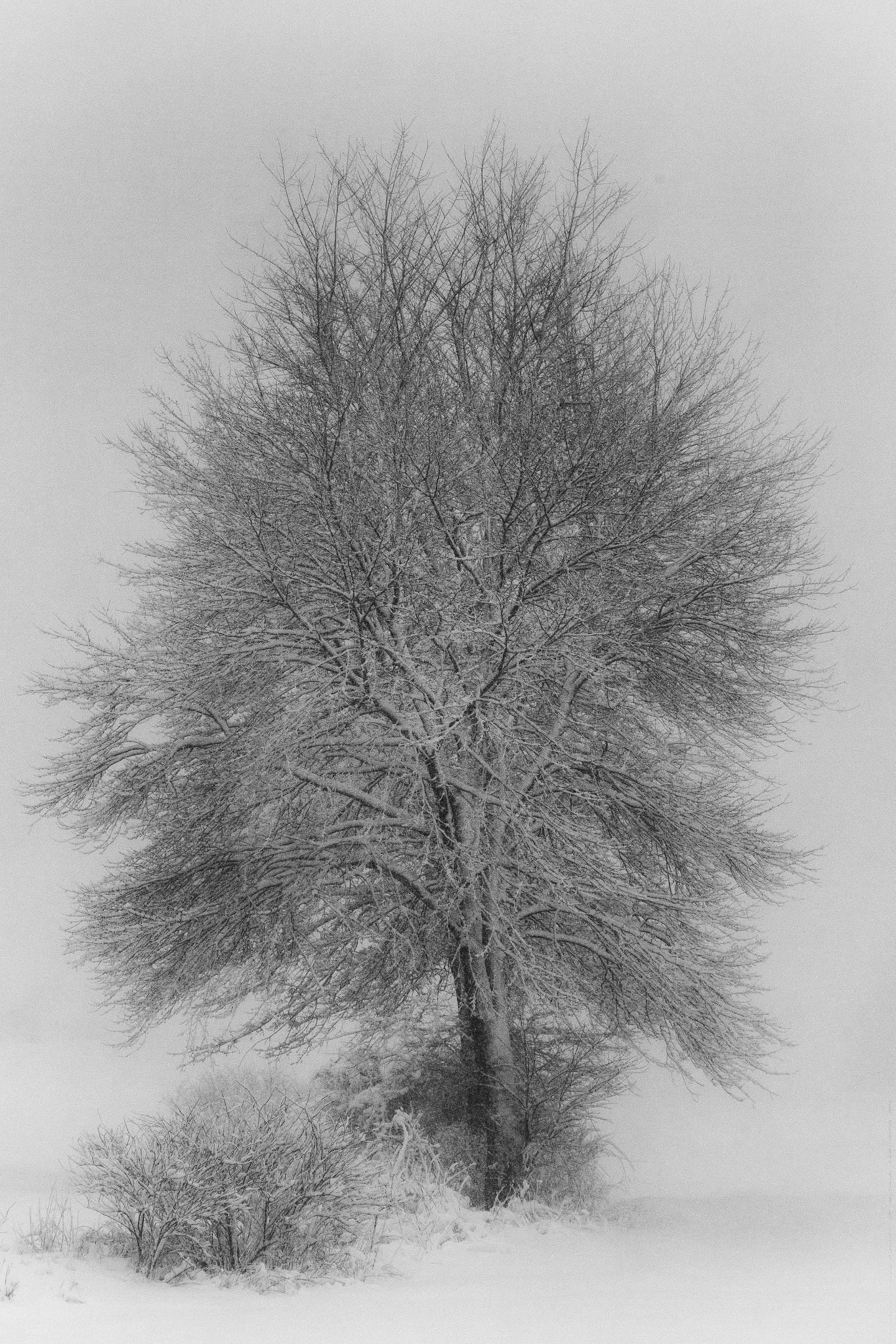EF75-300mm f/4-5.6 sample photo. Snow tree photography