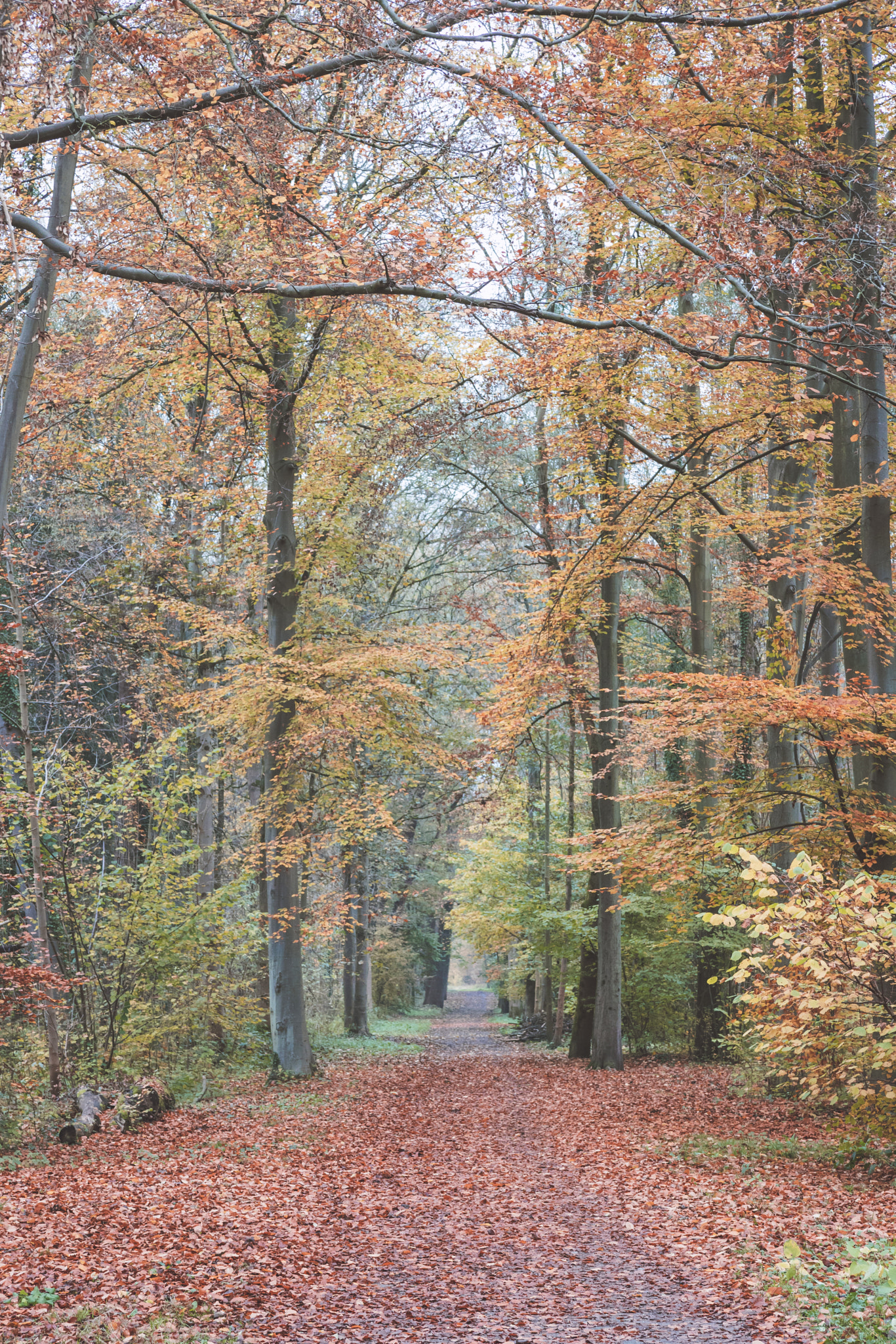 Canon EOS 750D (EOS Rebel T6i / EOS Kiss X8i) sample photo. Autumn walk photography