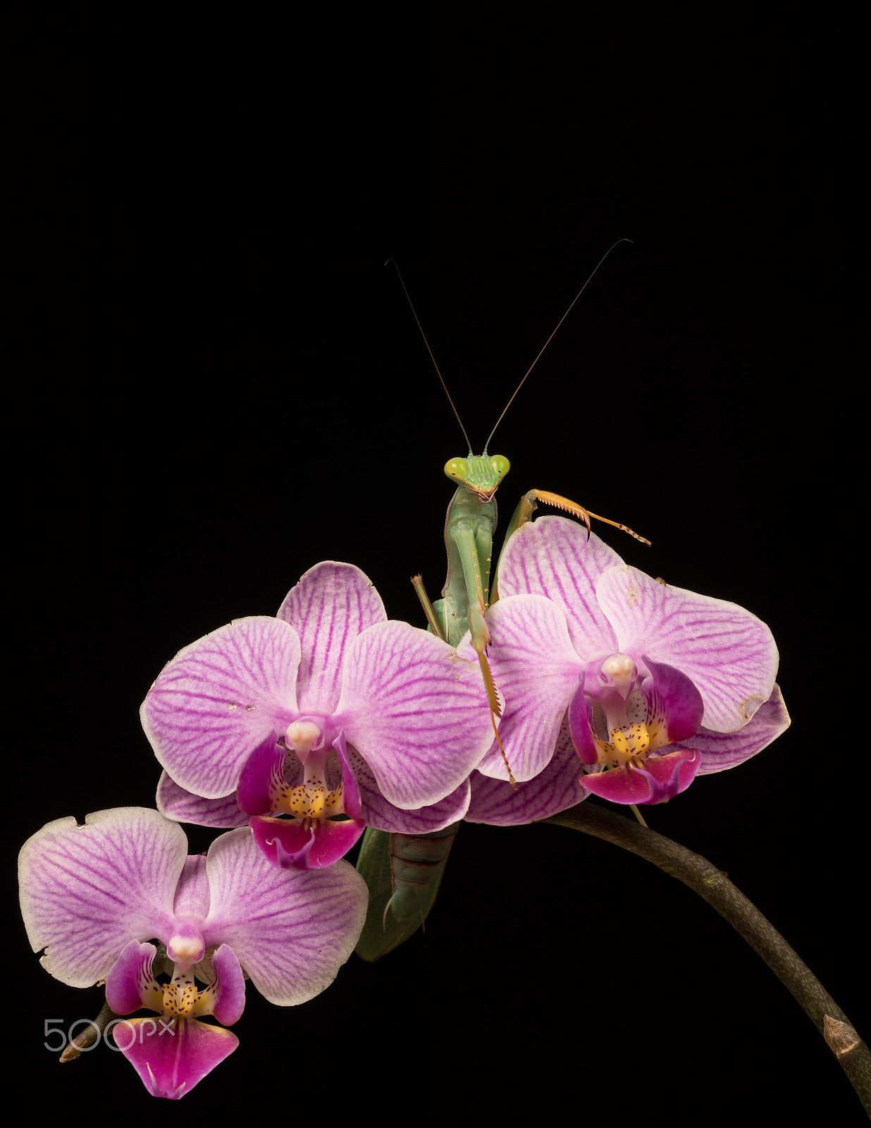 Canon EF 100mm F2.8L Macro IS USM sample photo. African mantis photography