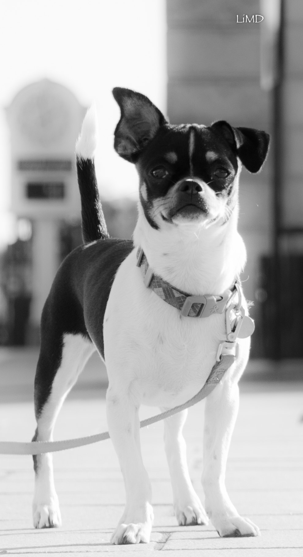Nikon D600 sample photo. Puppy photography