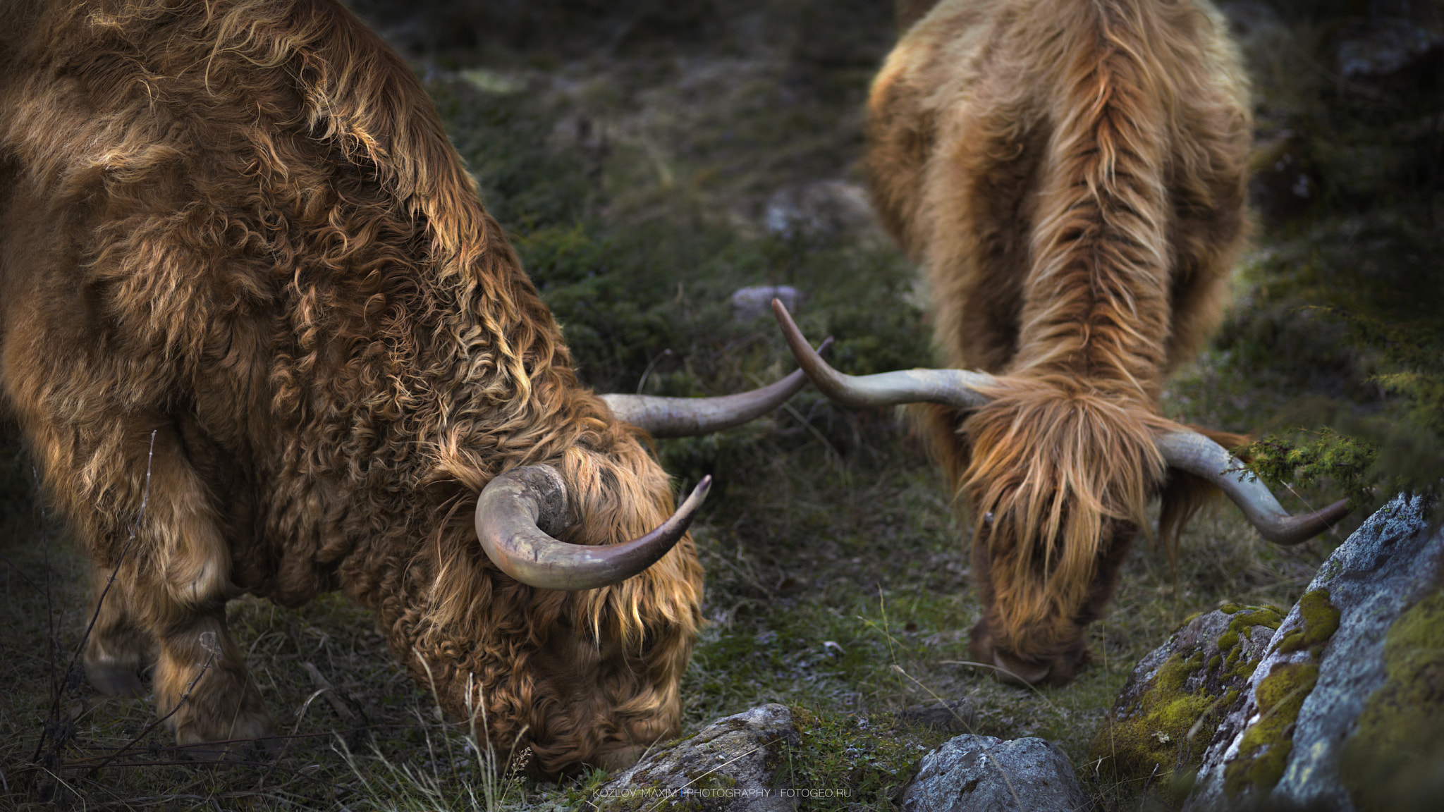 Hasselblad H4D-60 + HC 80 sample photo. Highiand cattle. photography