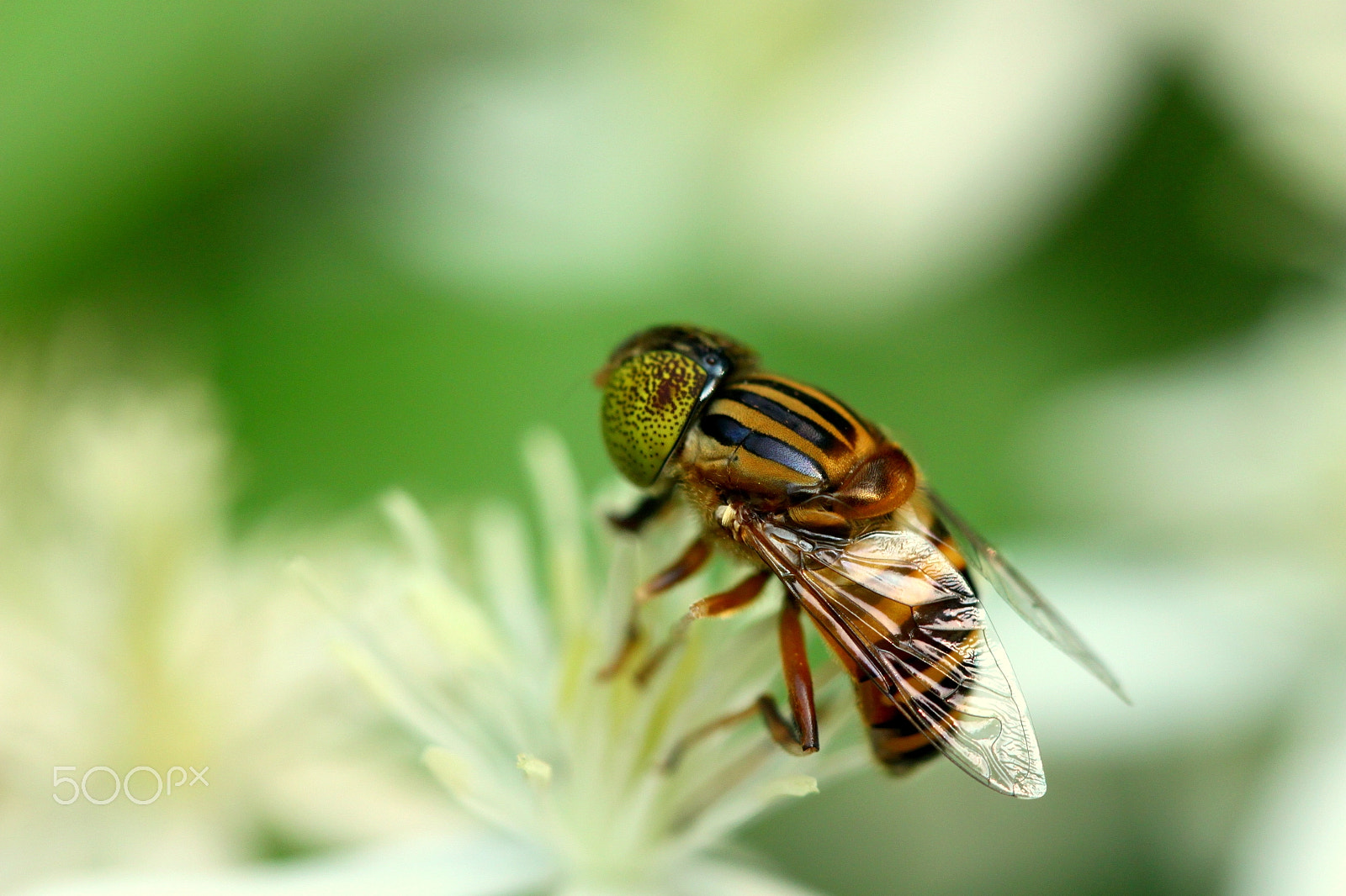 Canon EF 100mm F2.8 Macro USM sample photo. Insects 100mm 63 photography
