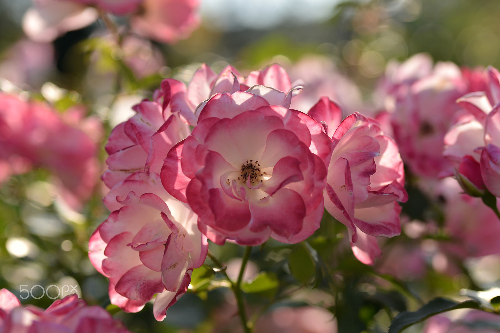 Nikon D600 sample photo. Brilliant in sunlight photography