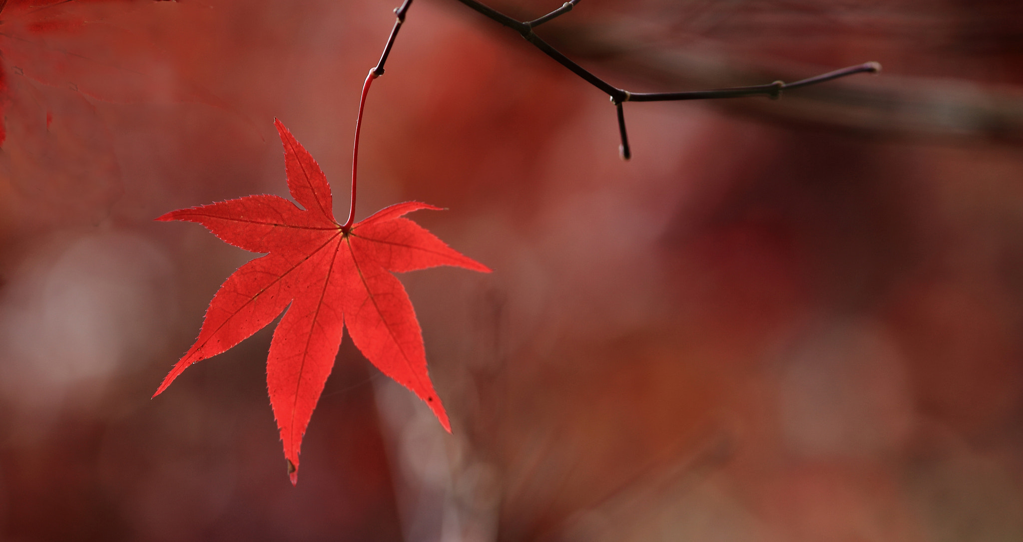 Canon EOS 6D + Canon EF 300mm F4L IS USM sample photo. Red photography