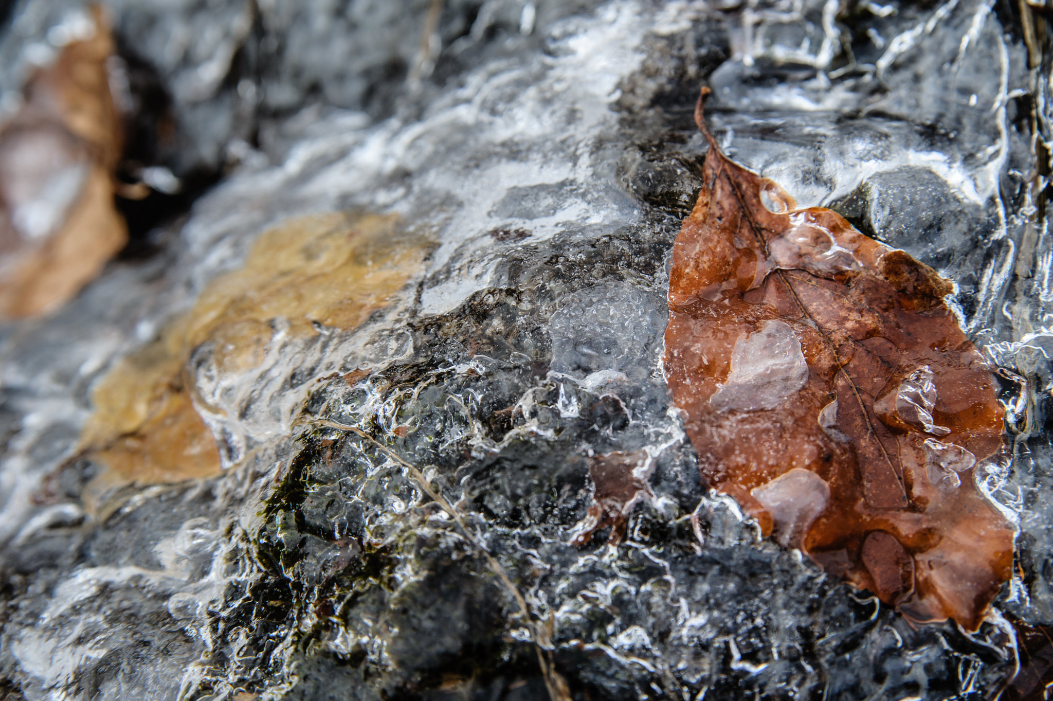 Nikon D700 + Tamron AF 28-75mm F2.8 XR Di LD Aspherical (IF) sample photo. Ice and leaves photography