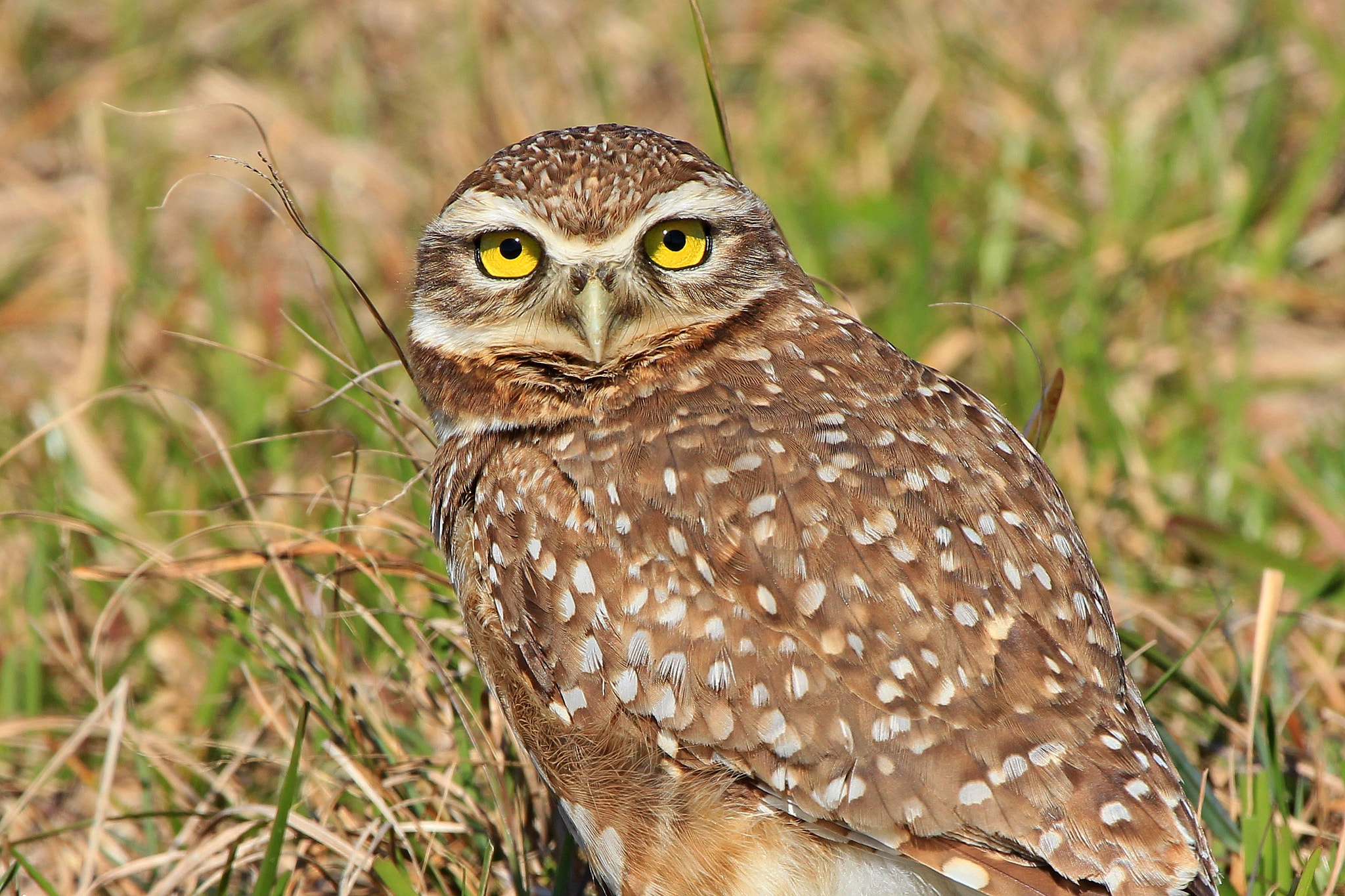Canon EOS 650D (EOS Rebel T4i / EOS Kiss X6i) + Canon EF 100-400mm F4.5-5.6L IS USM sample photo. Burrowing owl photography