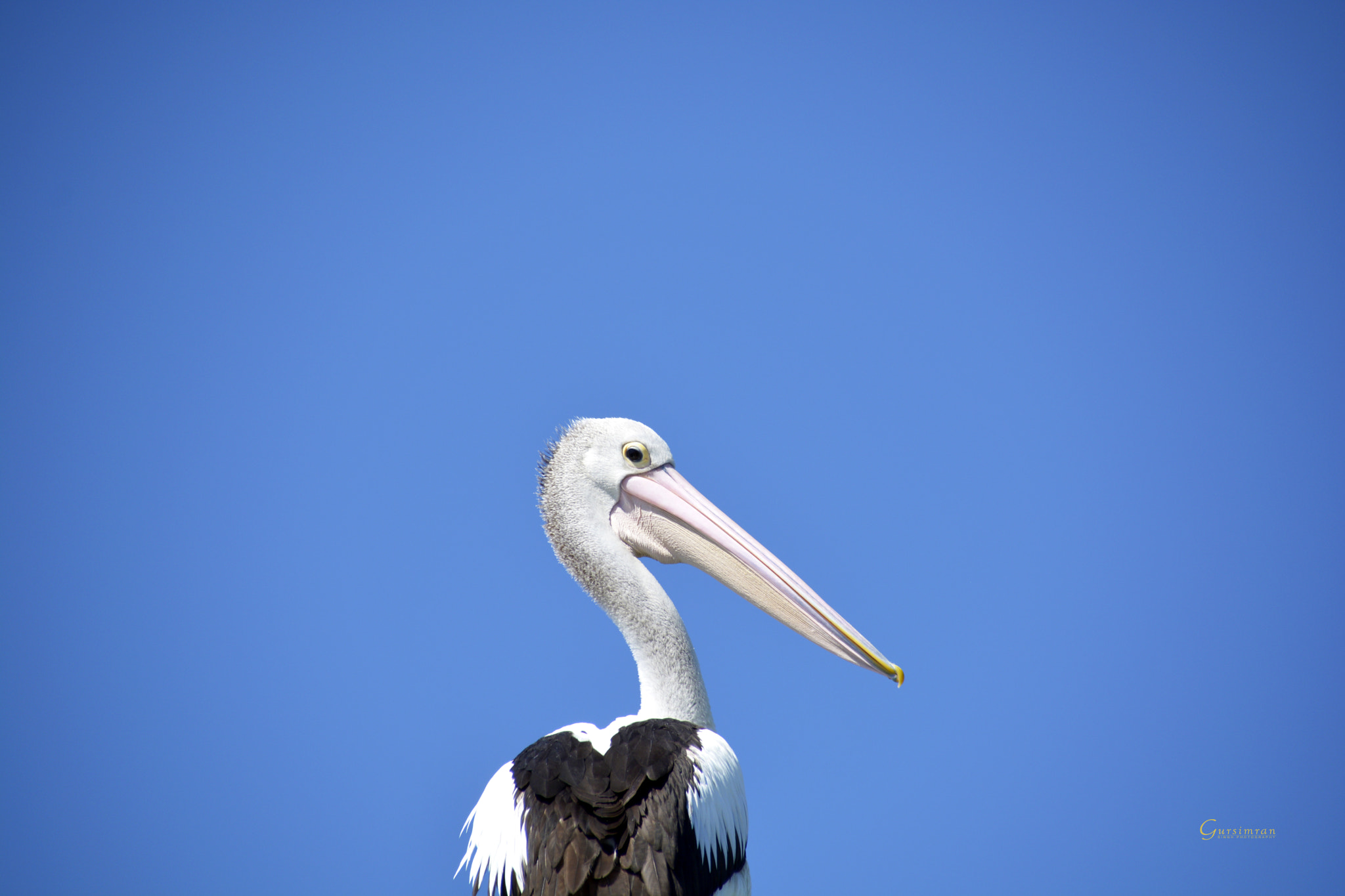 Sigma 18-250mm F3.5-6.3 DC Macro OS HSM sample photo. Australian pelican.jpg photography