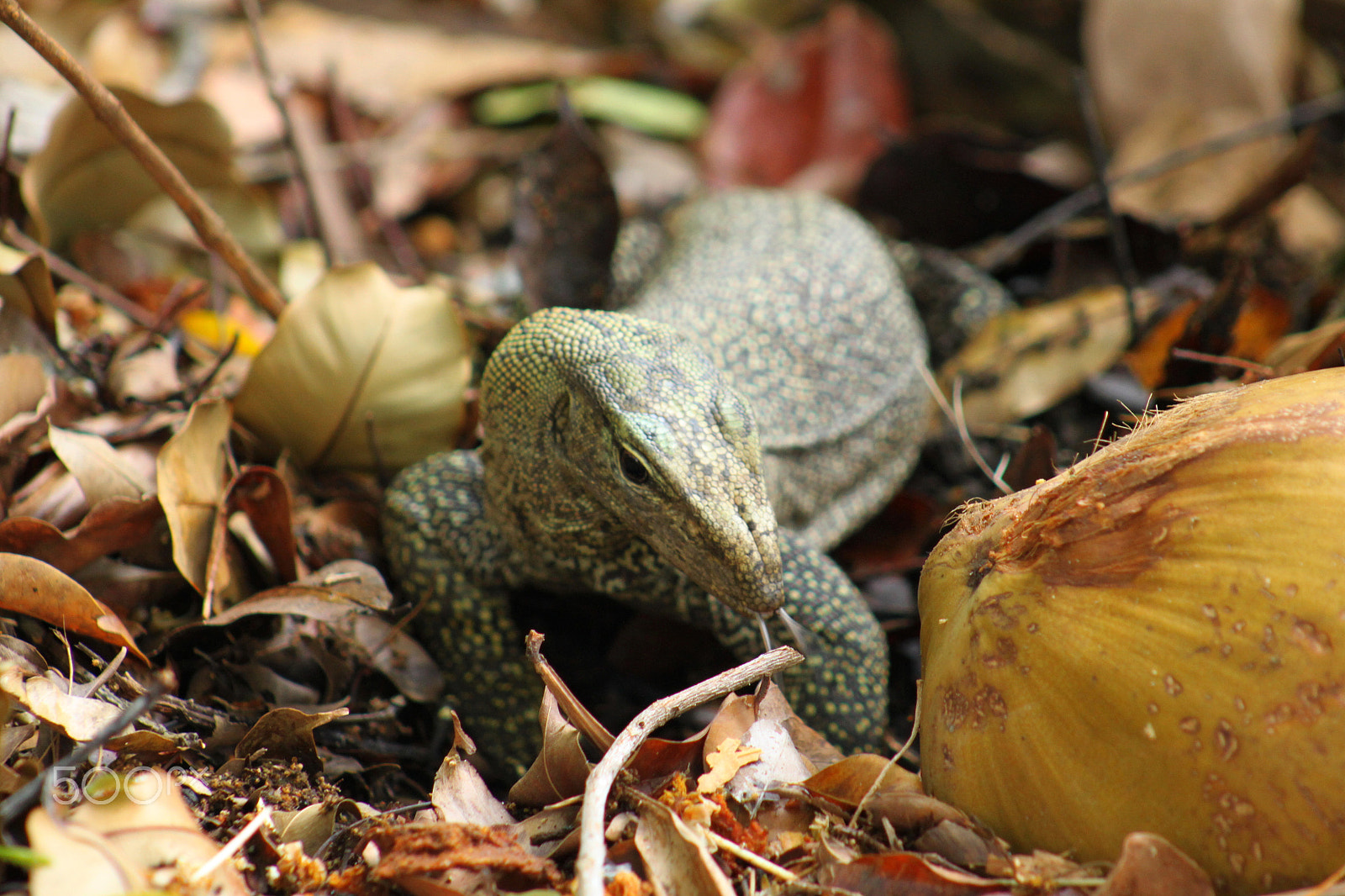 Canon EOS 500D (EOS Rebel T1i / EOS Kiss X3) + EF75-300mm f/4-5.6 sample photo. Lizard photography
