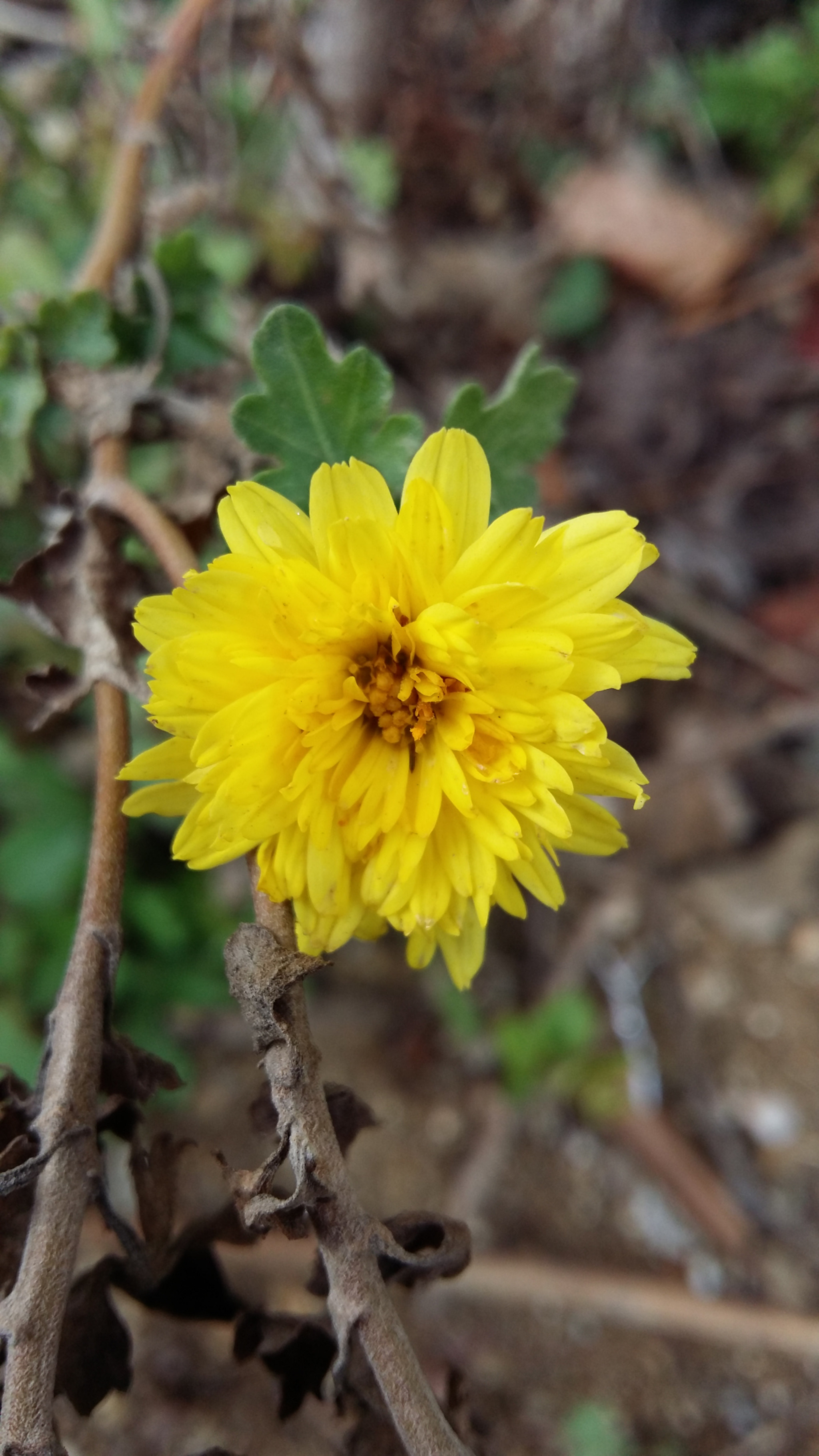 Samsung Galaxy Grand-Max sample photo