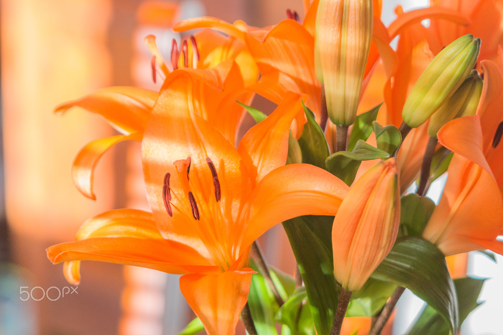 Canon EF 100-300mm F4.5-5.6 USM sample photo. Flowers in the sun photography