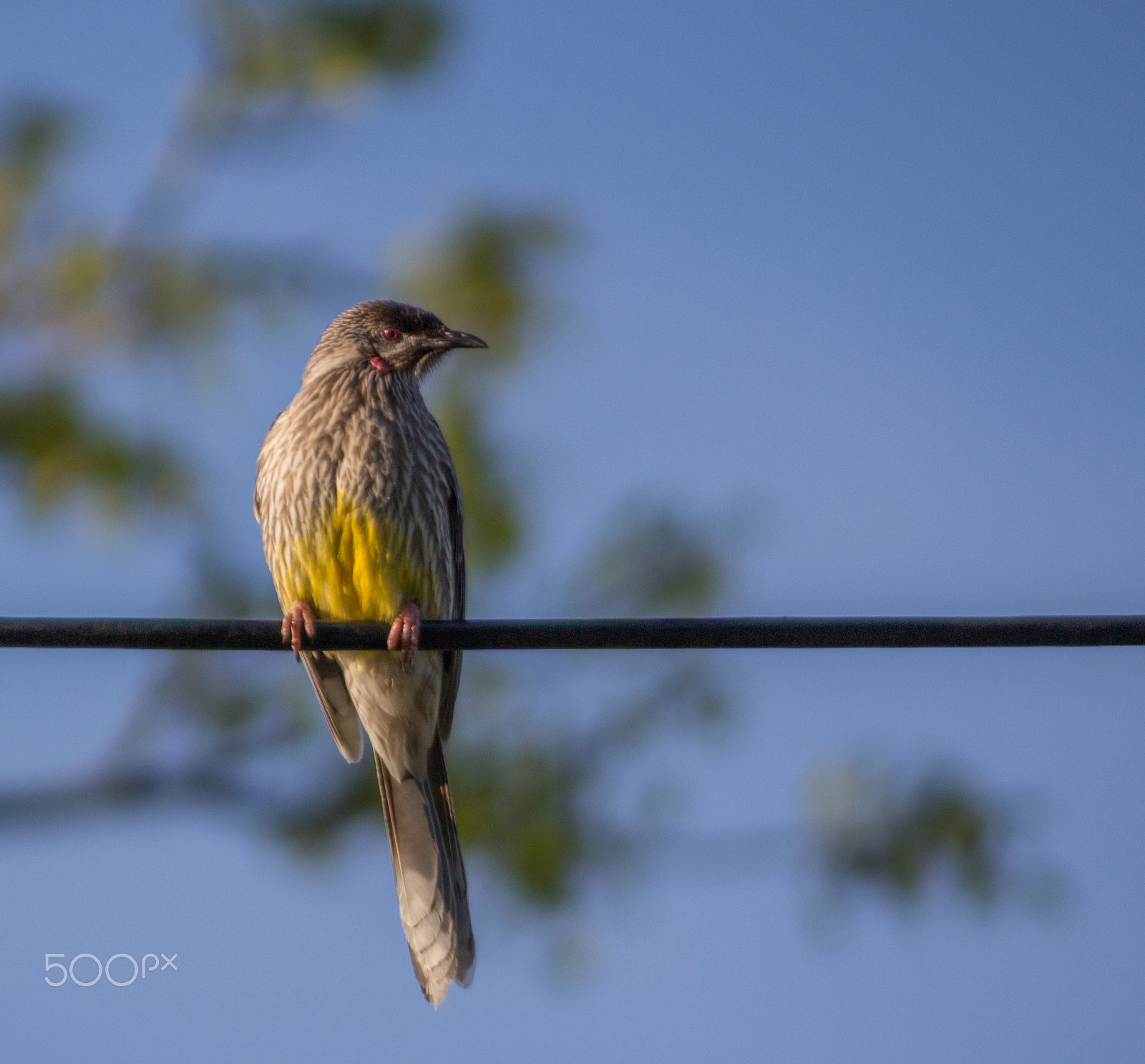 Canon EOS 700D (EOS Rebel T5i / EOS Kiss X7i) + Canon EF 100-300mm F4.5-5.6 USM sample photo. Bird on a wire photography