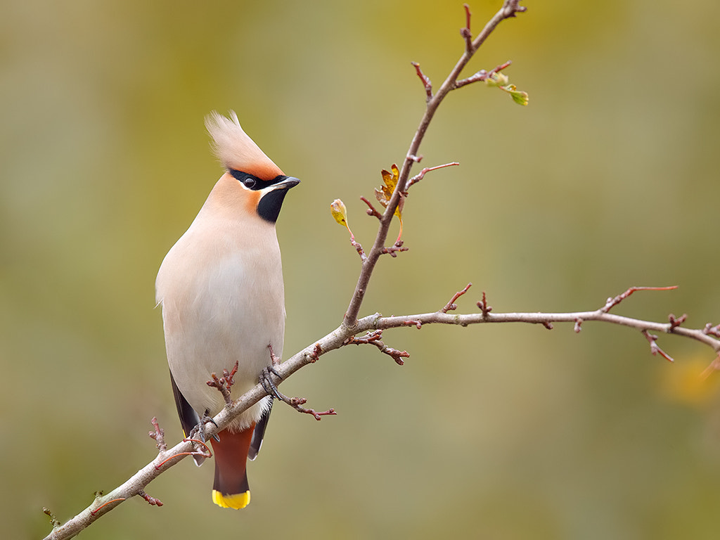 Canon EOS-1D X + Canon EF 600mm F4L IS II USM sample photo. Waxwing.  photography