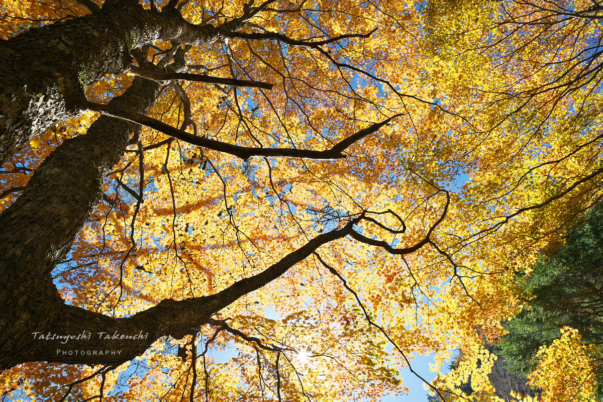 E 21mm F2.8 sample photo. Live together photography