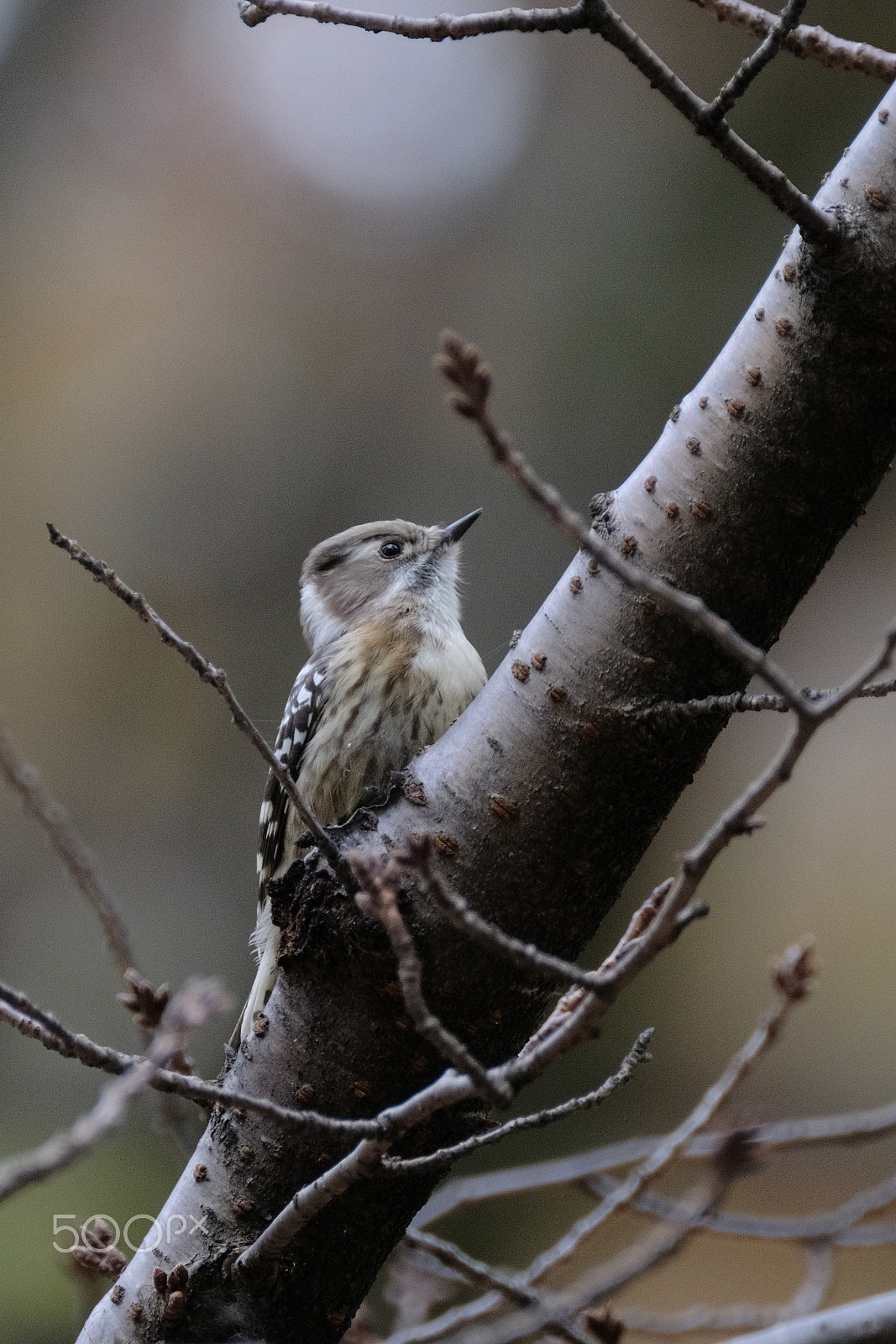 XF100-400mmF4.5-5.6 R LM OIS WR + 1.4x sample photo. Late fall woodpecker photography
