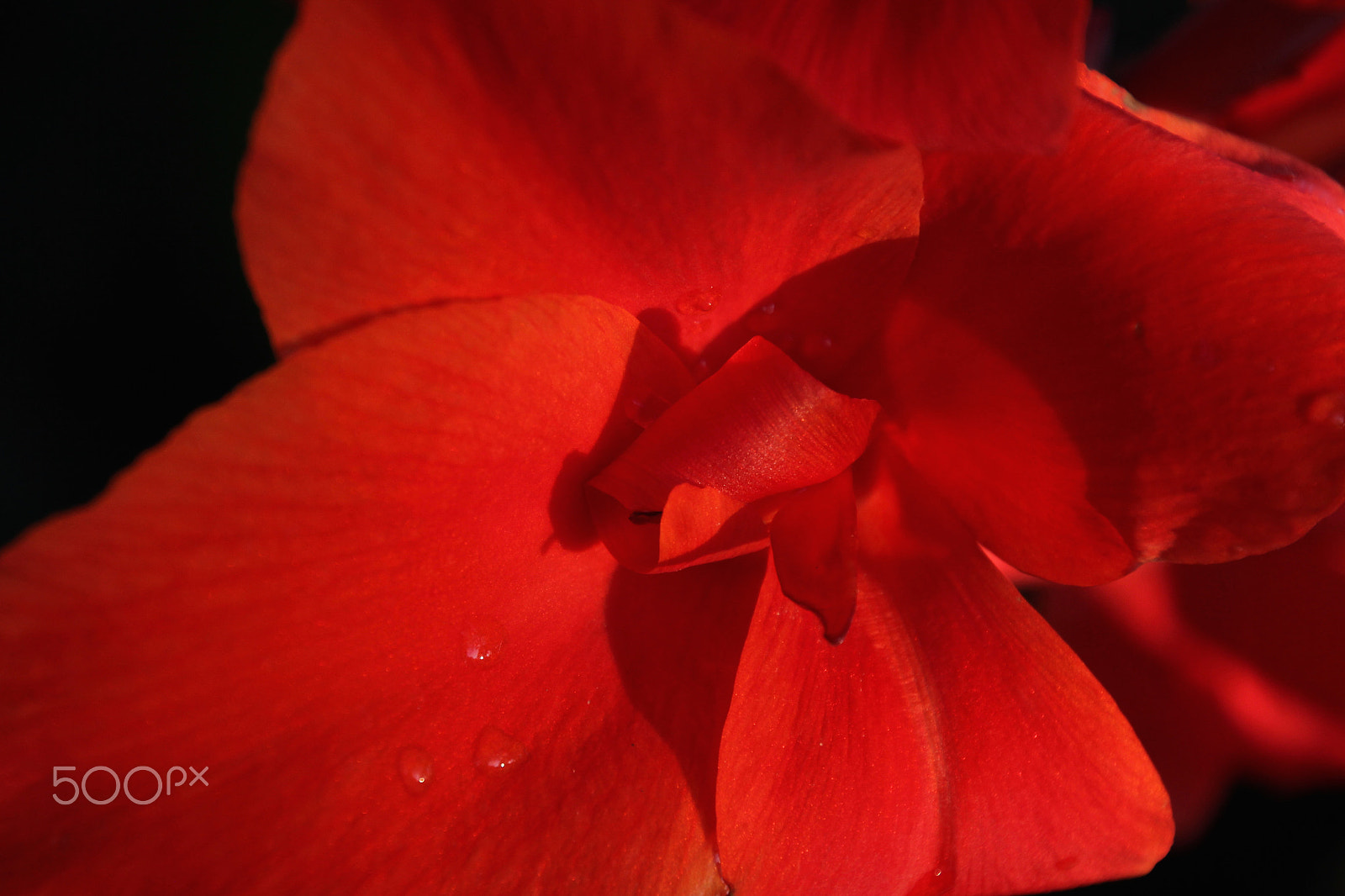 Canon EOS 60D sample photo. Red flower photography