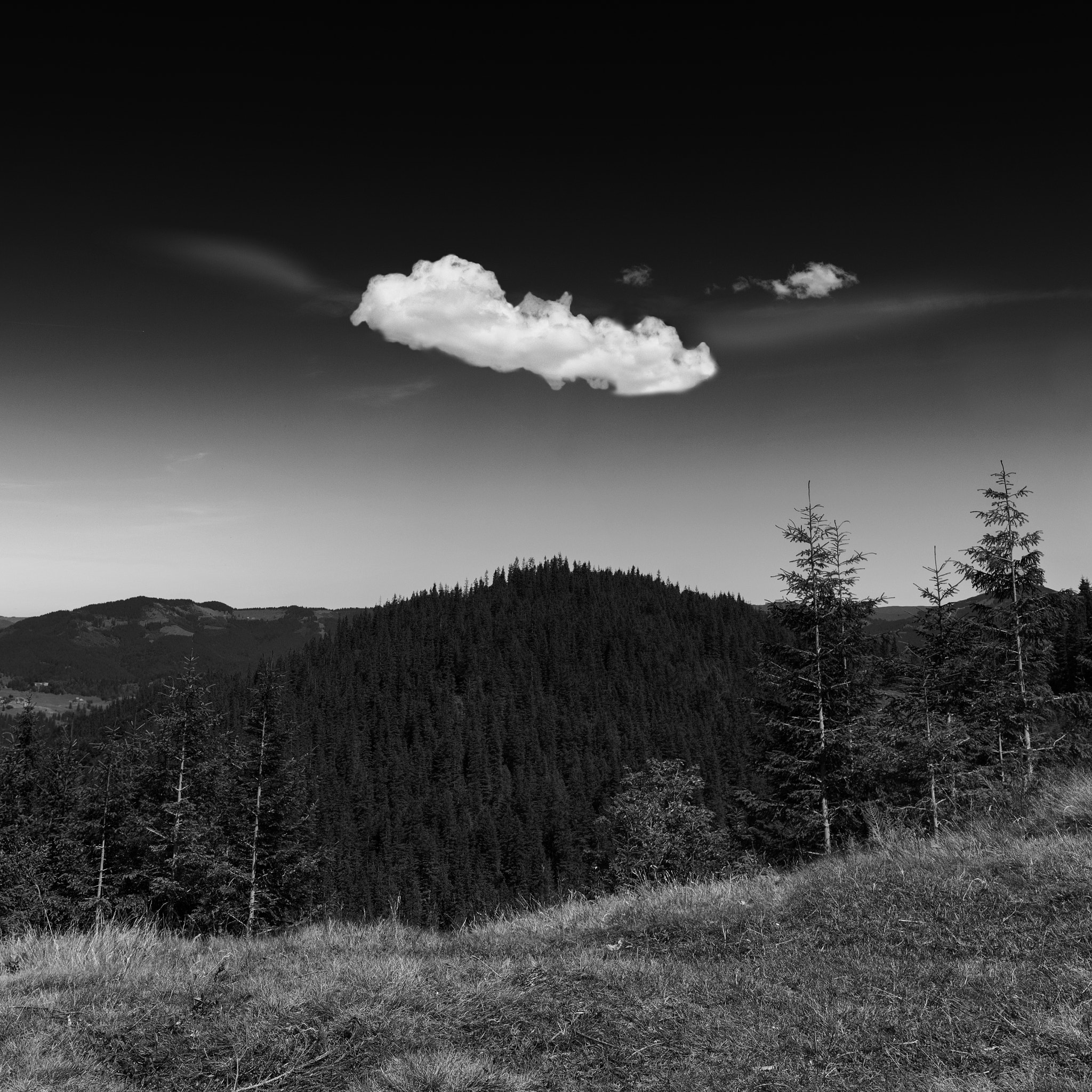 Canon EF 24-70mm F4L IS USM sample photo. Silence of the forest photography