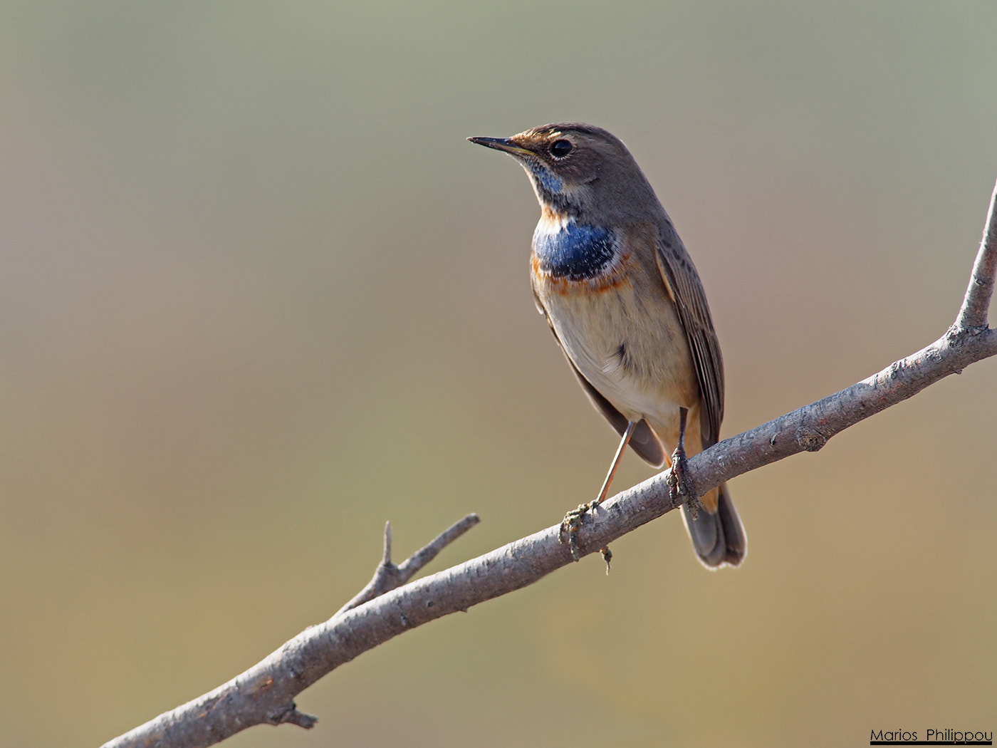 OLYMPUS 300mm Lens sample photo. Luscinia svecica (bluethroat - Γαλαζολαίμης) photography