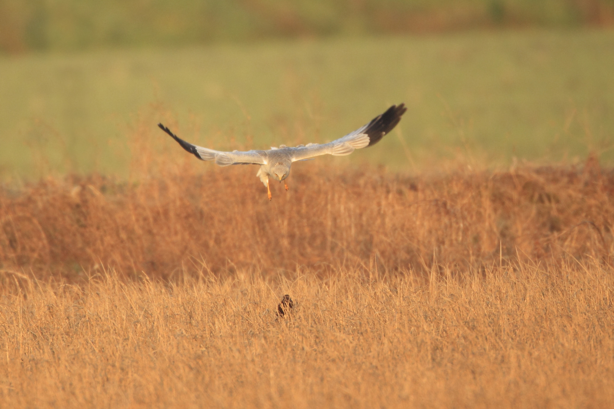 Canon EF 800mm F5.6L IS USM sample photo. ハイイロチュウヒ 発見- photography