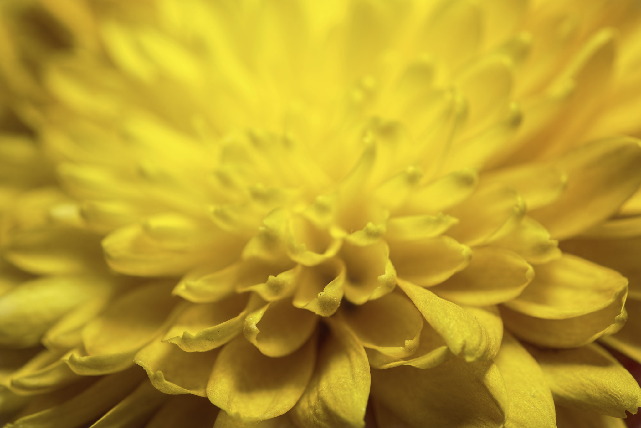 Nikon D810 + Tokina AT-X Pro 100mm F2.8 Macro sample photo. Mellow yellow photography