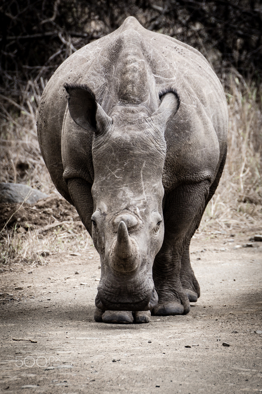 Sony SLT-A65 (SLT-A65V) + Tamron SP 70-300mm F4-5.6 Di USD sample photo. Rhino photography