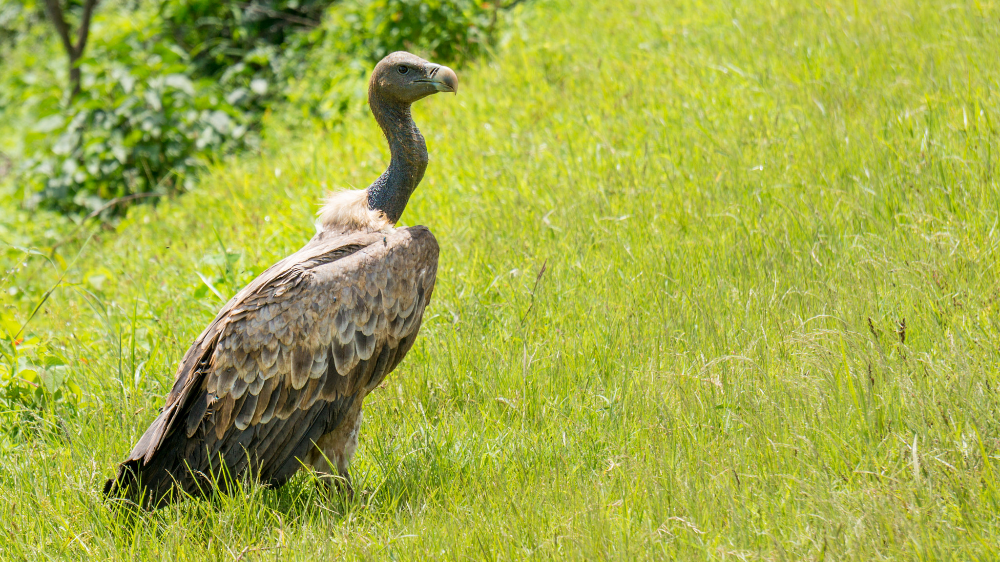 Sony Alpha NEX-6 sample photo. Vulture resting after lunch photography