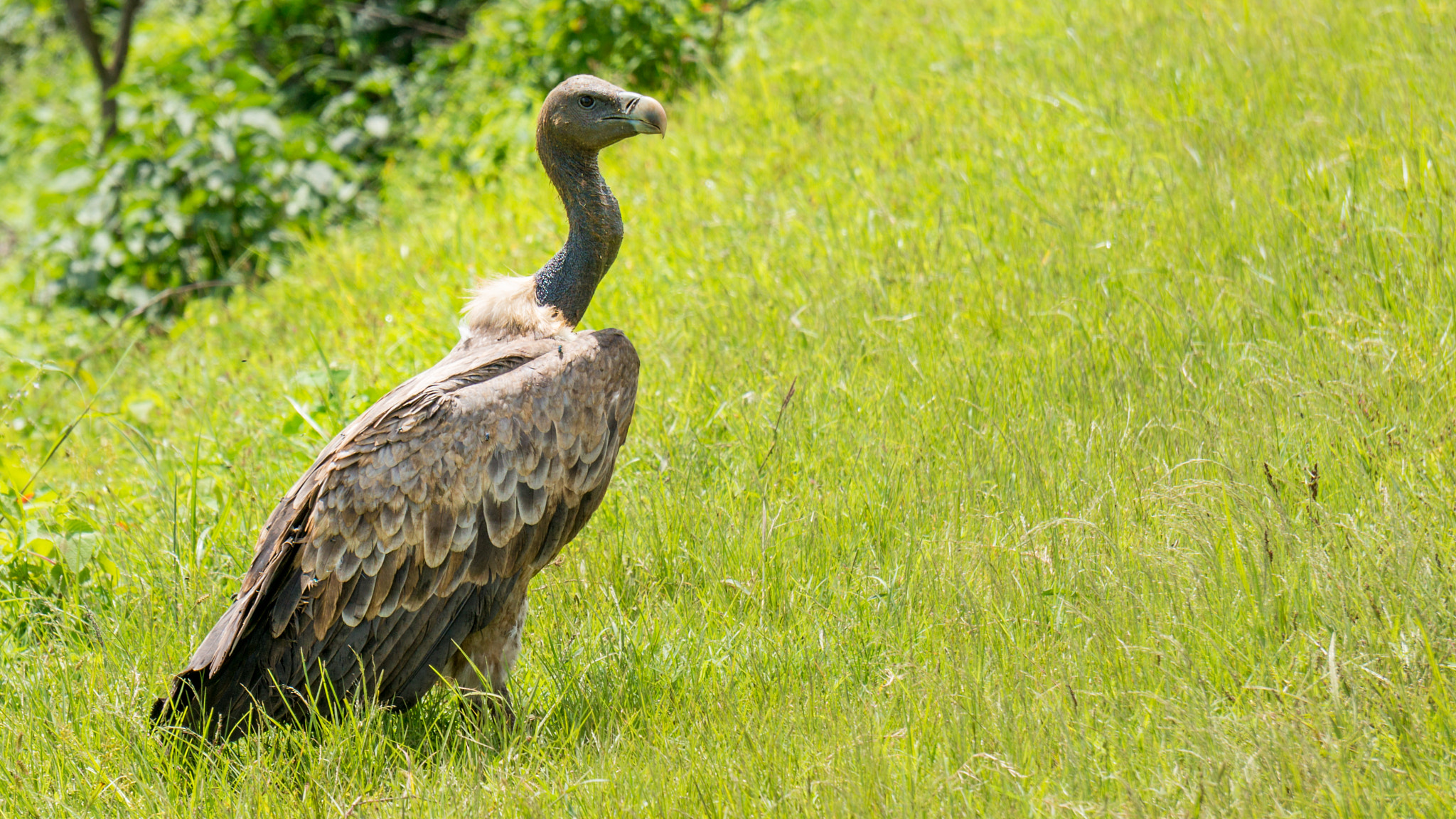 Sony Alpha NEX-6 + Sony E 55-210mm F4.5-6.3 OSS sample photo. Vulture resting after lunch photography