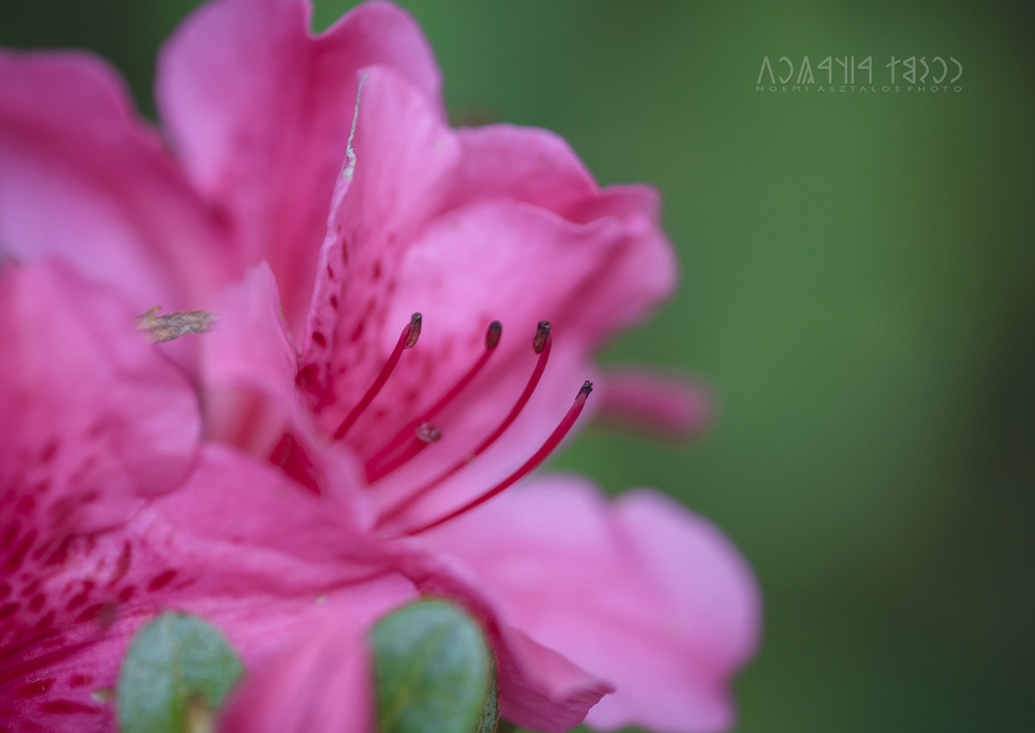 Canon EF 180mm F3.5L Macro USM sample photo. Delicate photography