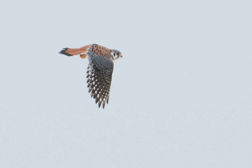 Nikon AF-S Nikkor 200-400mm F4G ED-IF VR sample photo. Bird photography