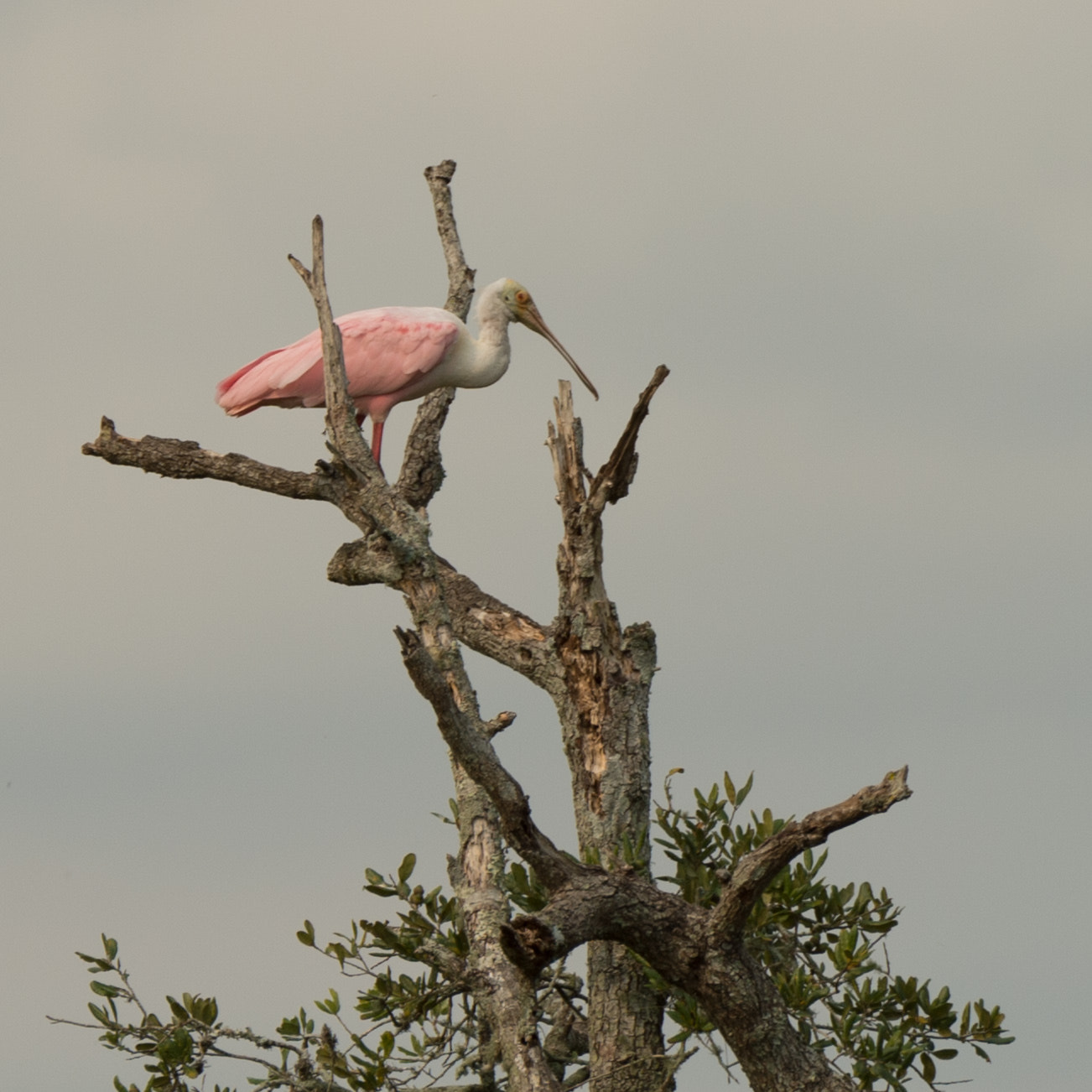 Nikon D4S sample photo. Young spoonbill photography