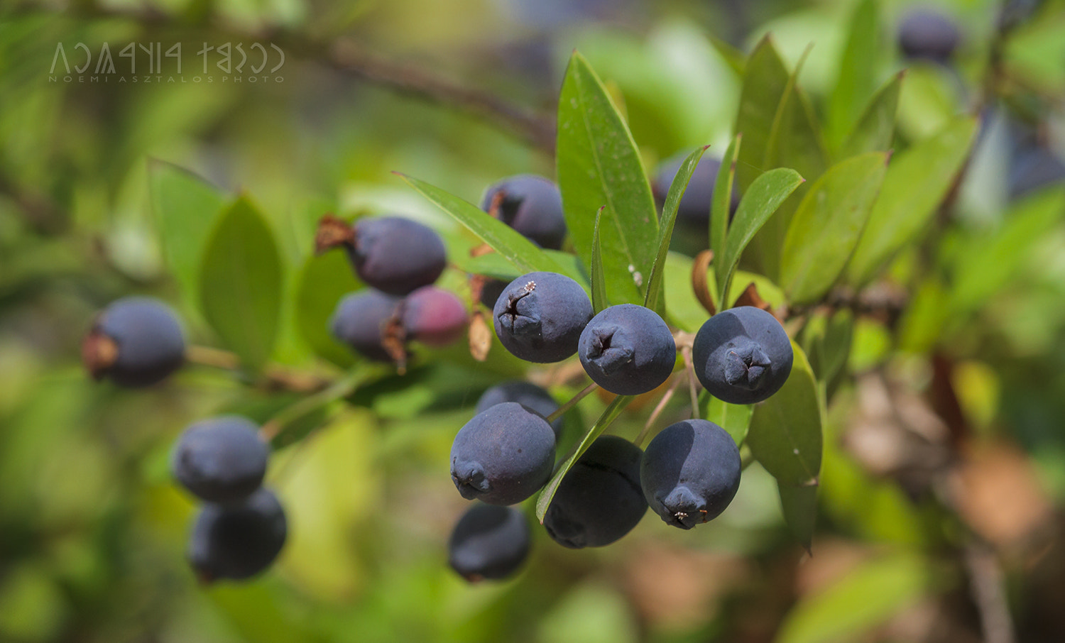 Canon EF 180mm F3.5L Macro USM sample photo. Autumn coloures photography