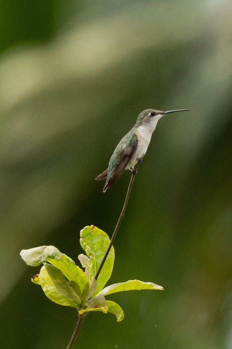Nikon D4S sample photo. Perched proudly photography