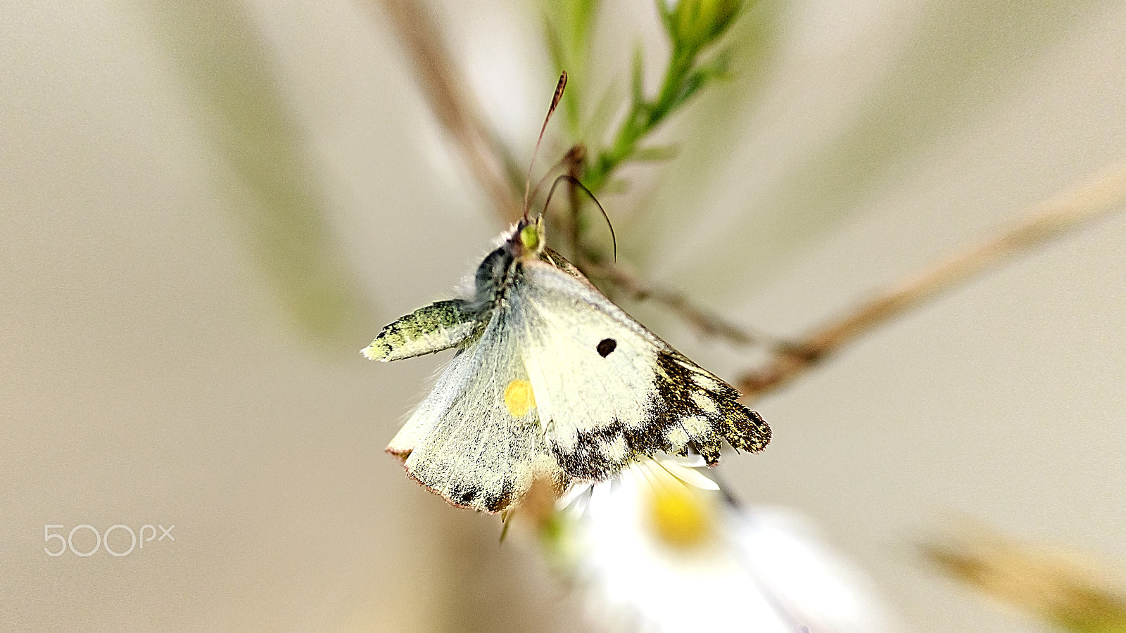 Tamron SP AF 90mm F2.8 Di Macro sample photo. Colias hyale in flight photography