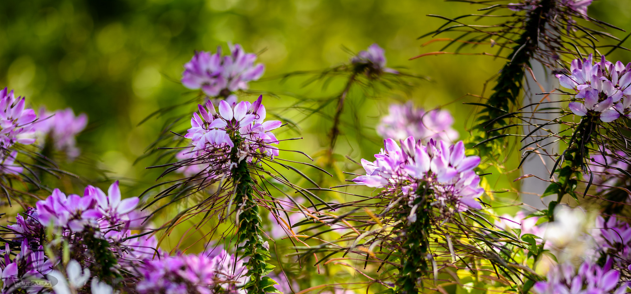 Sigma 105mm F2.8 EX DG OS HSM sample photo. Dsc photography