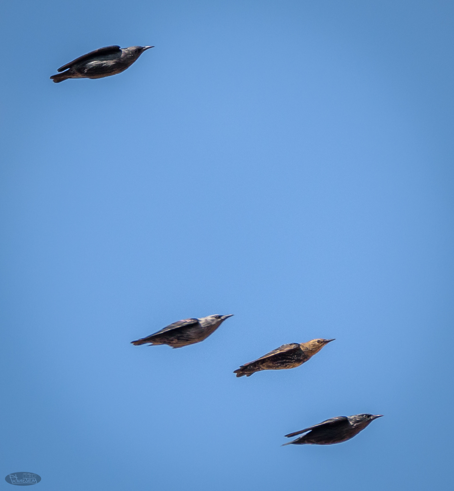 Sigma 150-600mm F5-6.3 DG OS HSM | C sample photo. Dsc photography