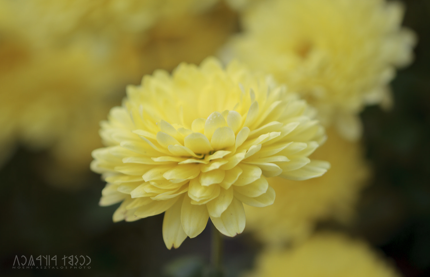 Canon EF 180mm F3.5L Macro USM sample photo. Autumn's last bloom photography