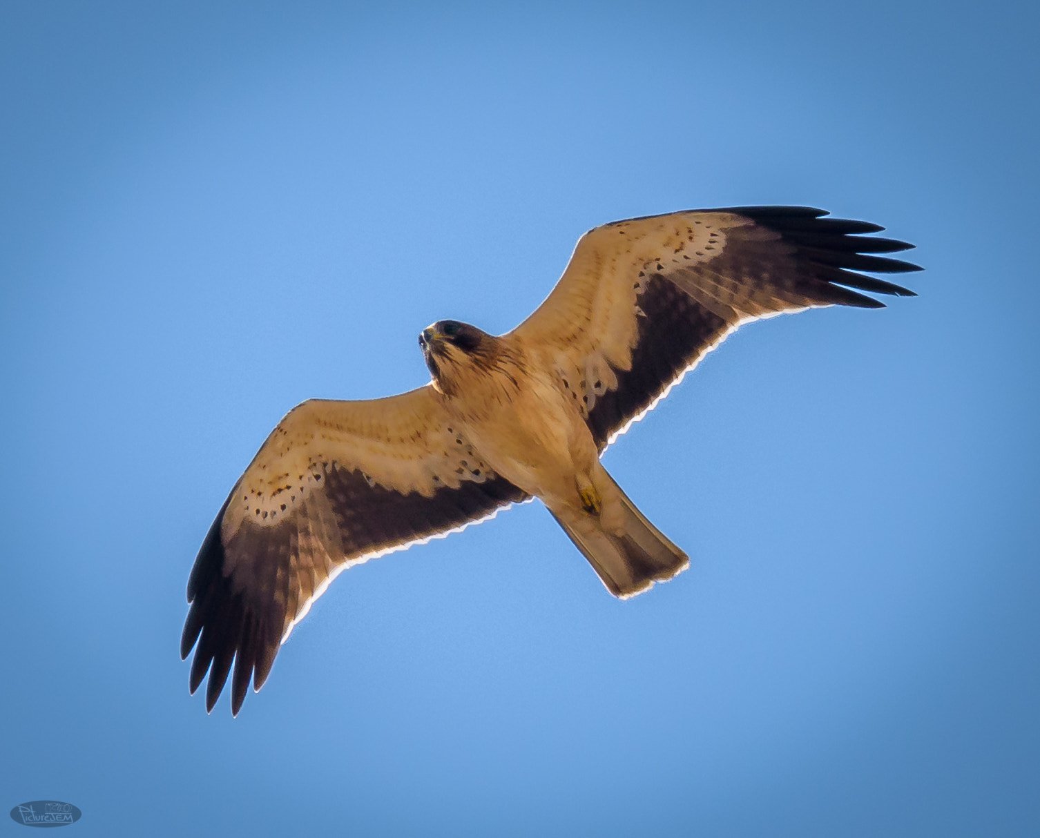 Sigma 150-600mm F5-6.3 DG OS HSM | C sample photo. Ave photography
