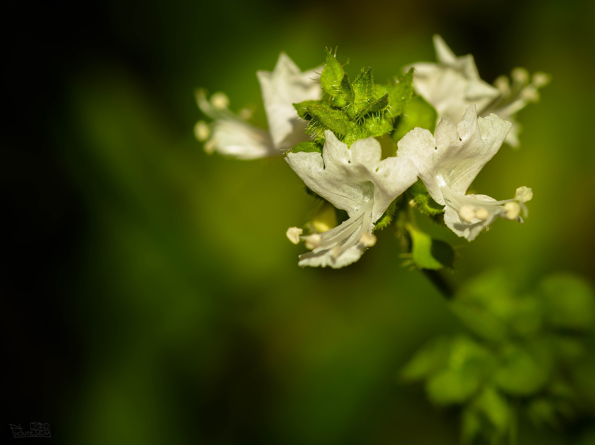 Nikon D5500 + Sigma 105mm F2.8 EX DG OS HSM sample photo. Ocimum basilicum photography